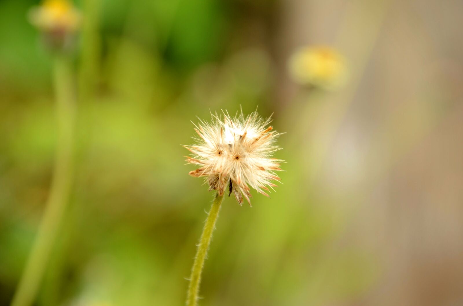 Nikon D5100 sample photo. White, dandelion photography