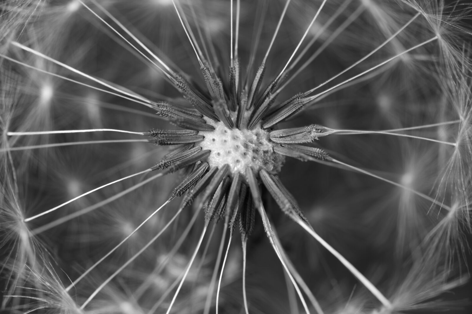 Canon MP-E 65mm F2.5 1-5x Macro Photo sample photo. Dandelion, flower, weed photography