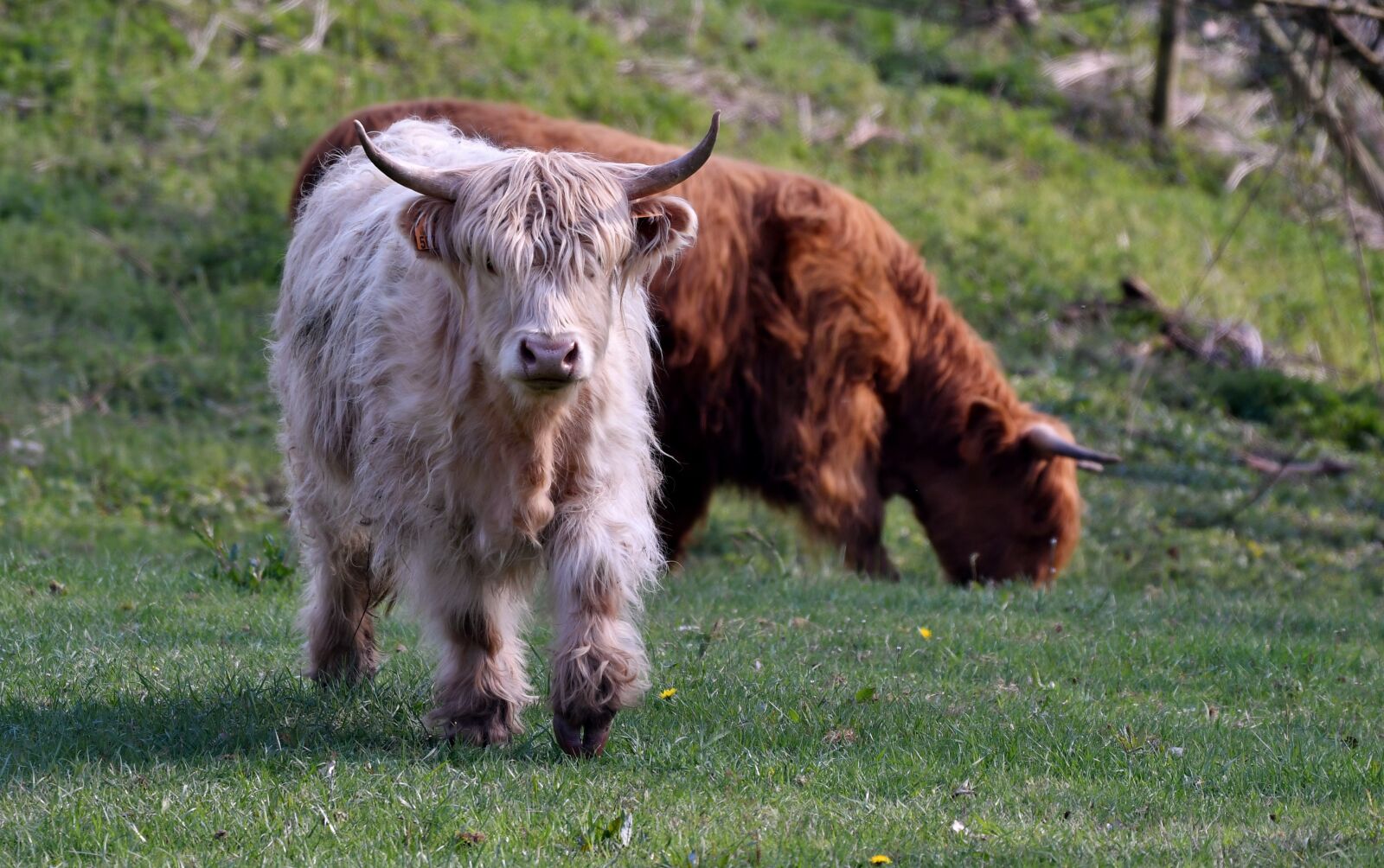 Nikon D500 sample photo. Cows, scottish highlanders, cow photography