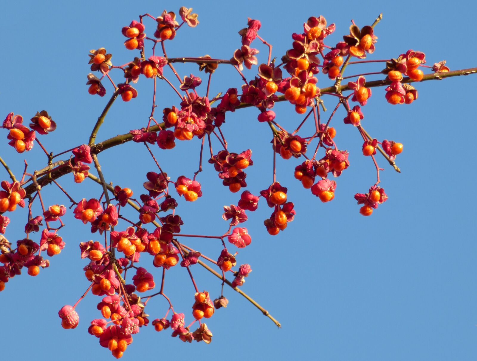 Panasonic DMC-FZ72 sample photo. Berries, red, winter photography
