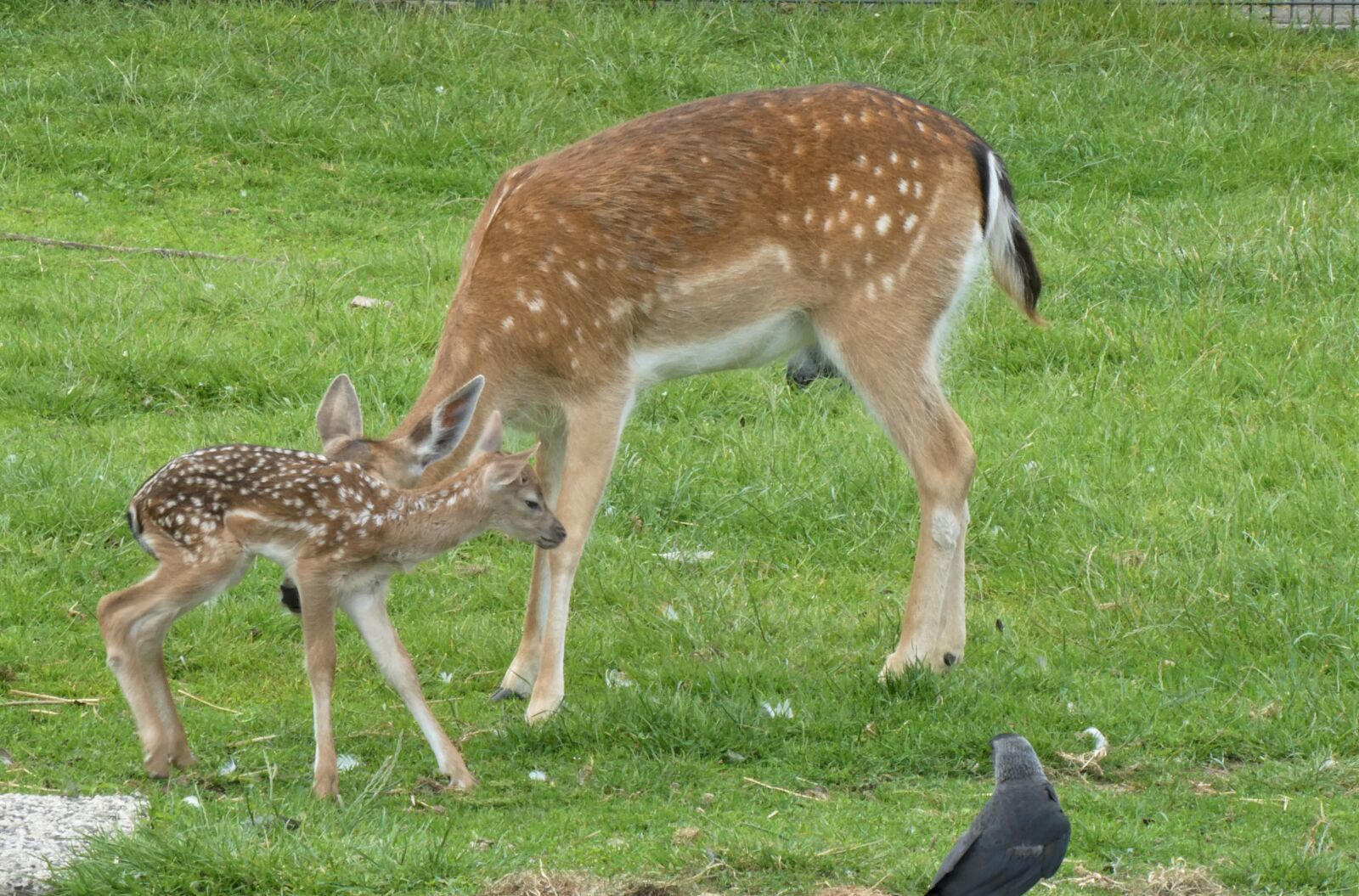 Panasonic Lumix DC-ZS70 (Lumix DC-TZ90) sample photo. Damhertje, a young deer photography