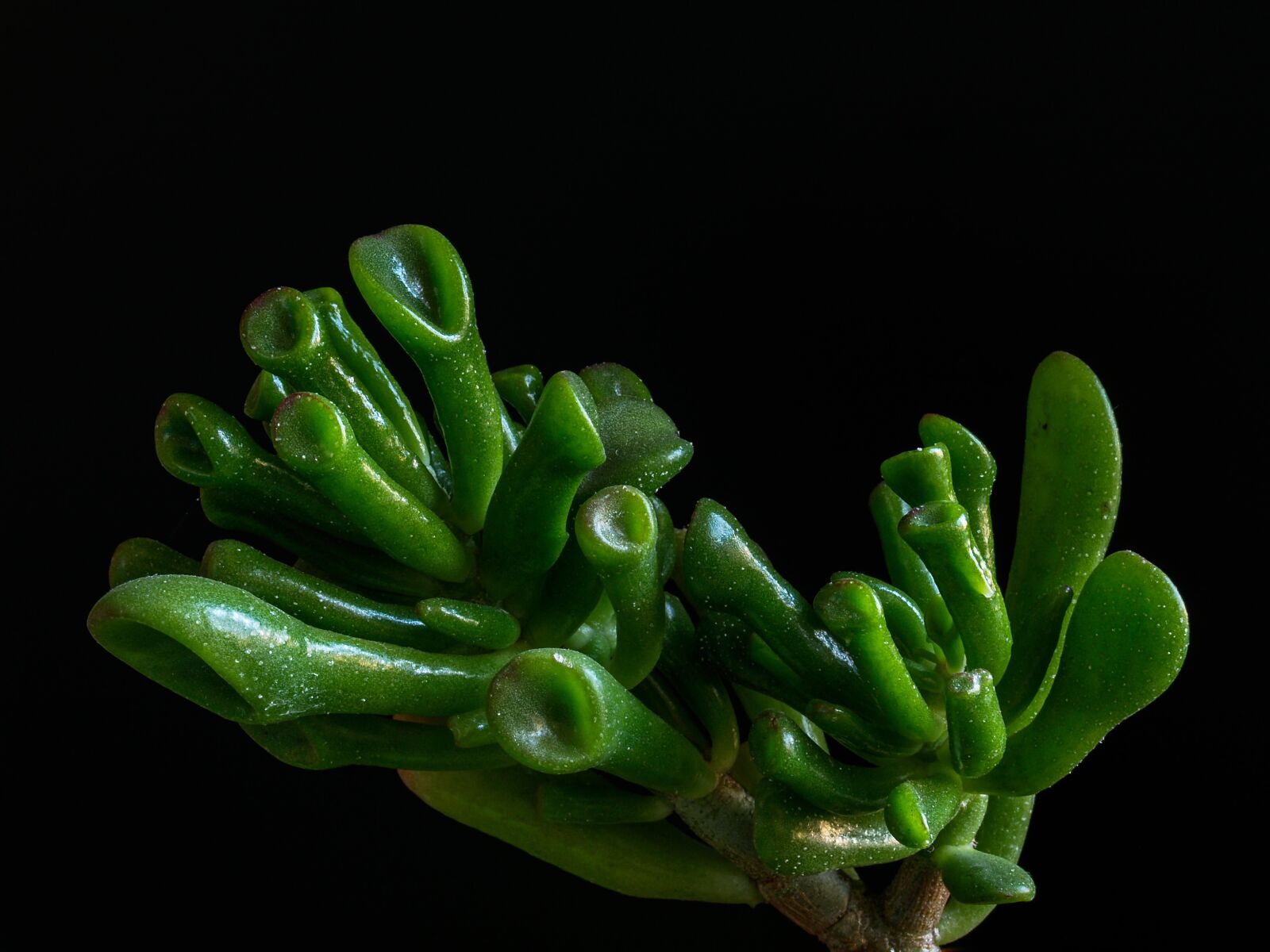 Olympus E-500 (EVOLT E-500) sample photo. Sukulent, plant, room photography