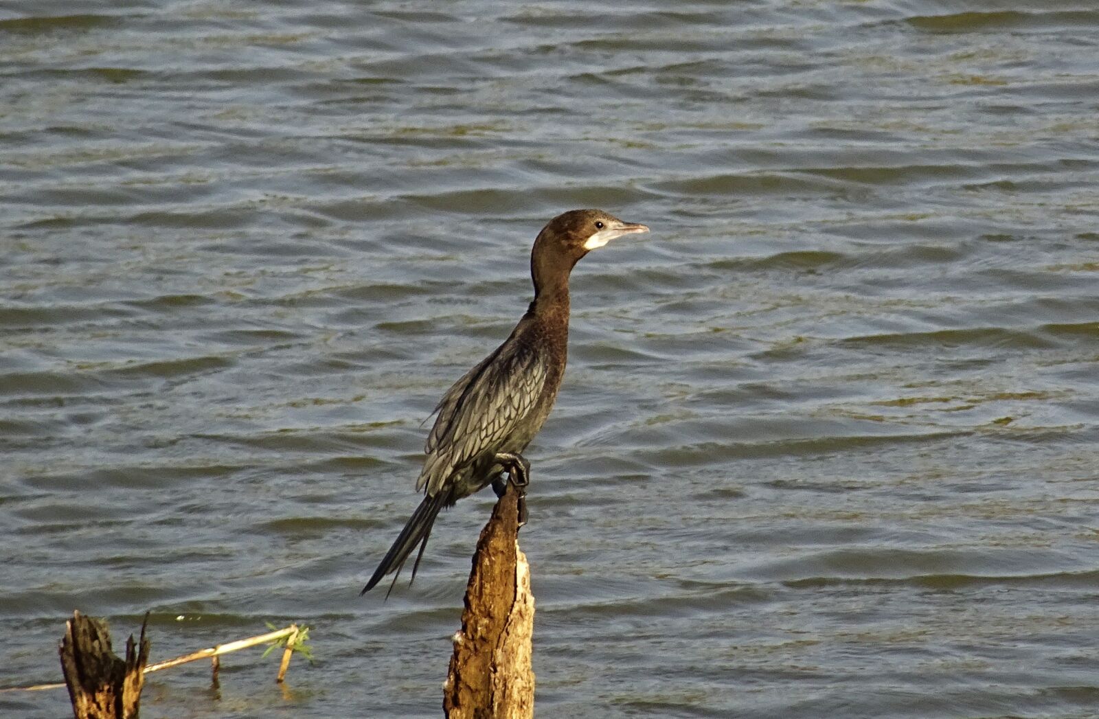 Sony DSC-HX60V sample photo. Bird, water bird, little photography