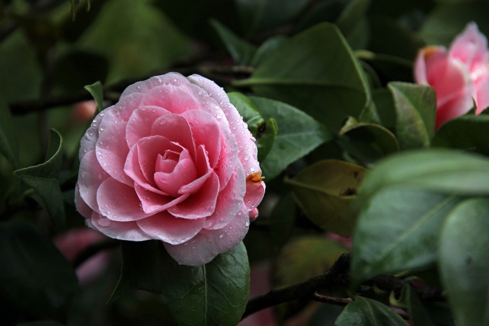 Canon EOS 550D (EOS Rebel T2i / EOS Kiss X4) sample photo. Camellia, flower, ornamental plant photography