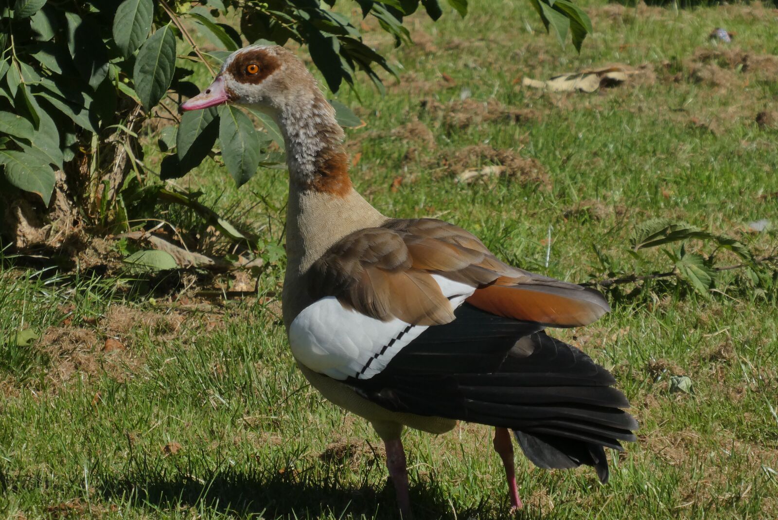 Panasonic Lumix DC-ZS70 (Lumix DC-TZ90) sample photo. Goose, nile goose, polder photography
