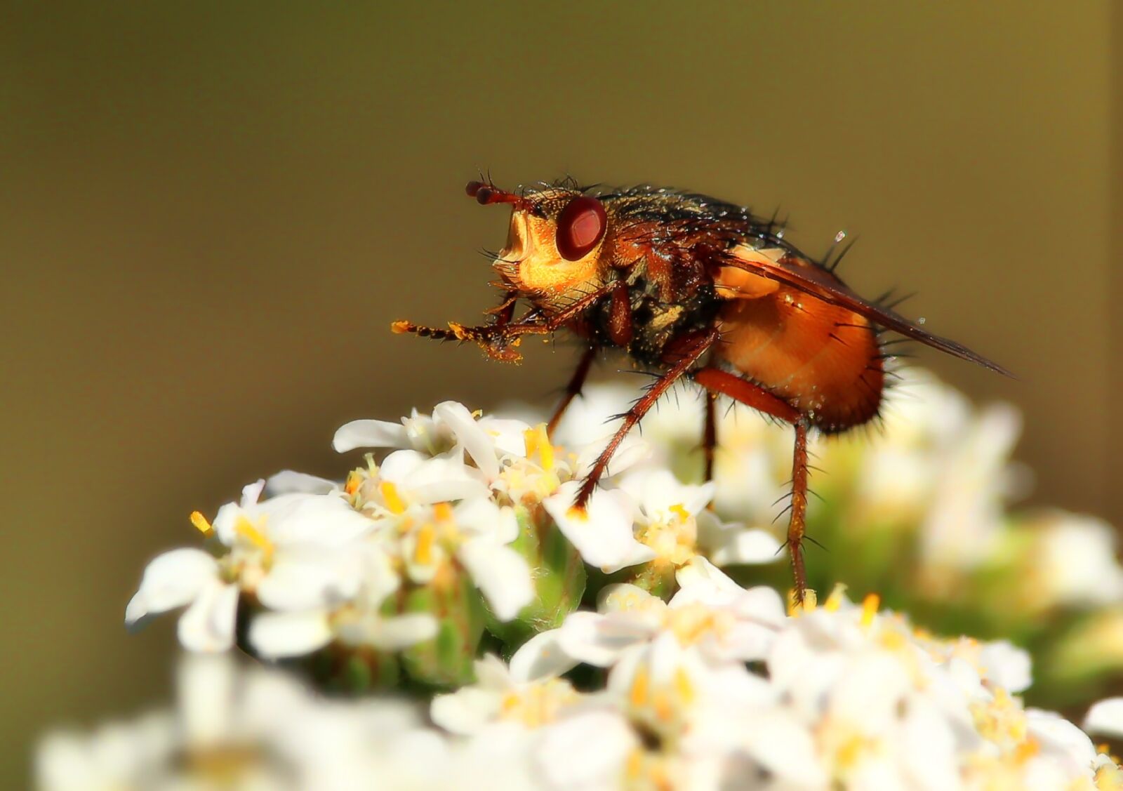 Canon EF-S 55-250mm F4-5.6 IS STM sample photo. Fly, macro, insect photography