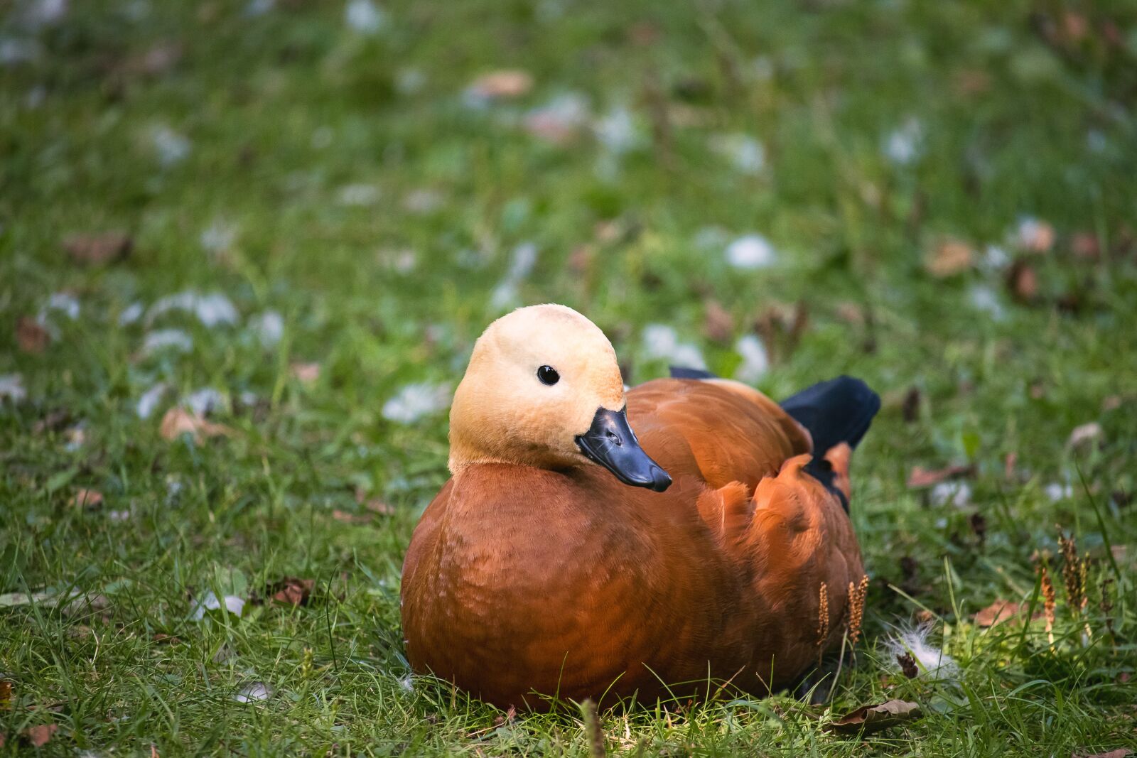 Canon EF-S 55-250mm F4-5.6 IS STM sample photo. Rust goose, goose, water photography