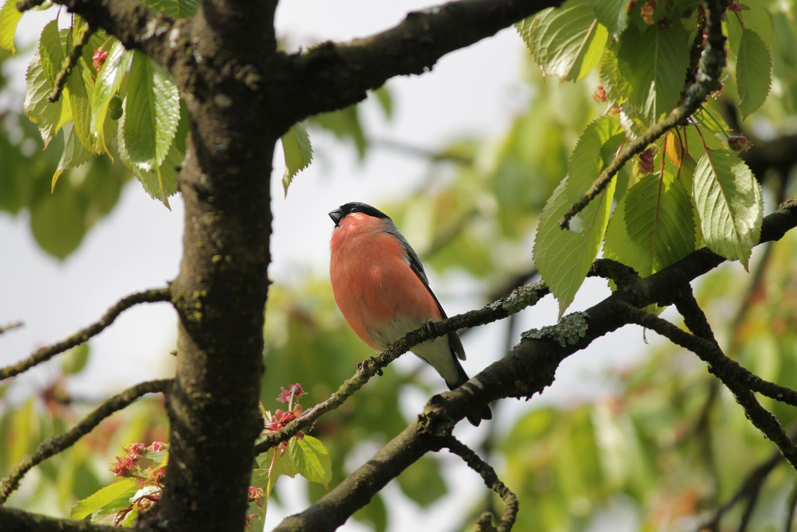 Canon EOS 1100D (EOS Rebel T3 / EOS Kiss X50) sample photo. Bullfinch, gimpel, pyrrhula photography
