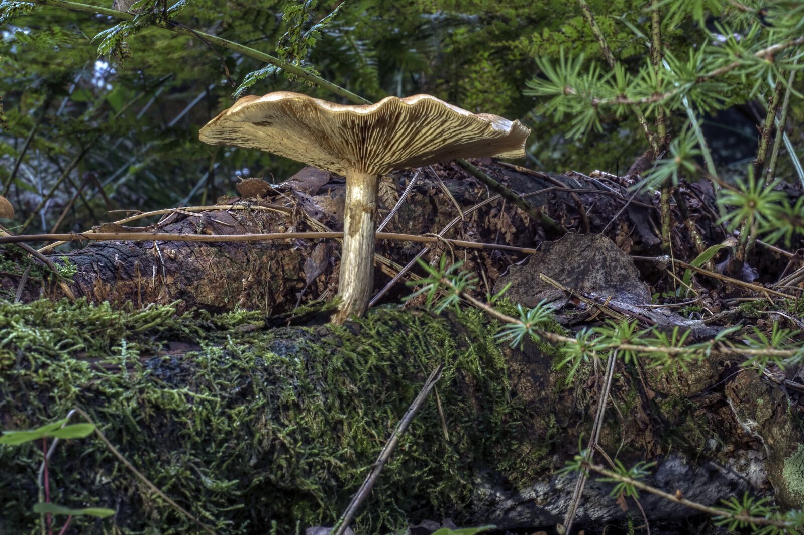 Olympus OM-D E-M5 II + Olympus M.Zuiko Digital ED 12-40mm F2.8 Pro sample photo. Mushroom, brown, forest photography