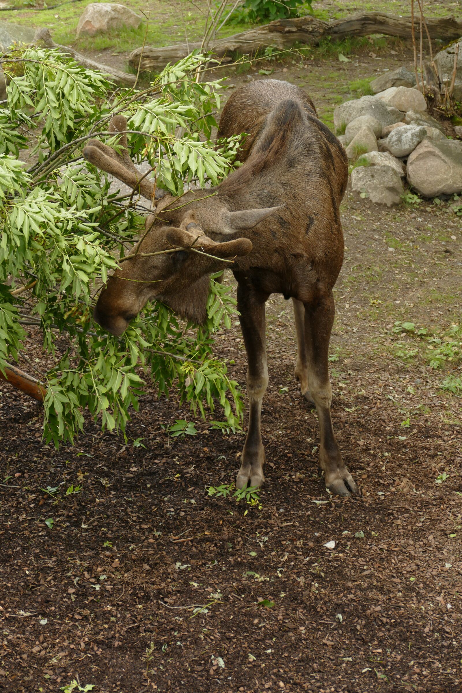 Panasonic Lumix DMC-FZ1000 sample photo. Elk stockholm, skansen, sweden photography