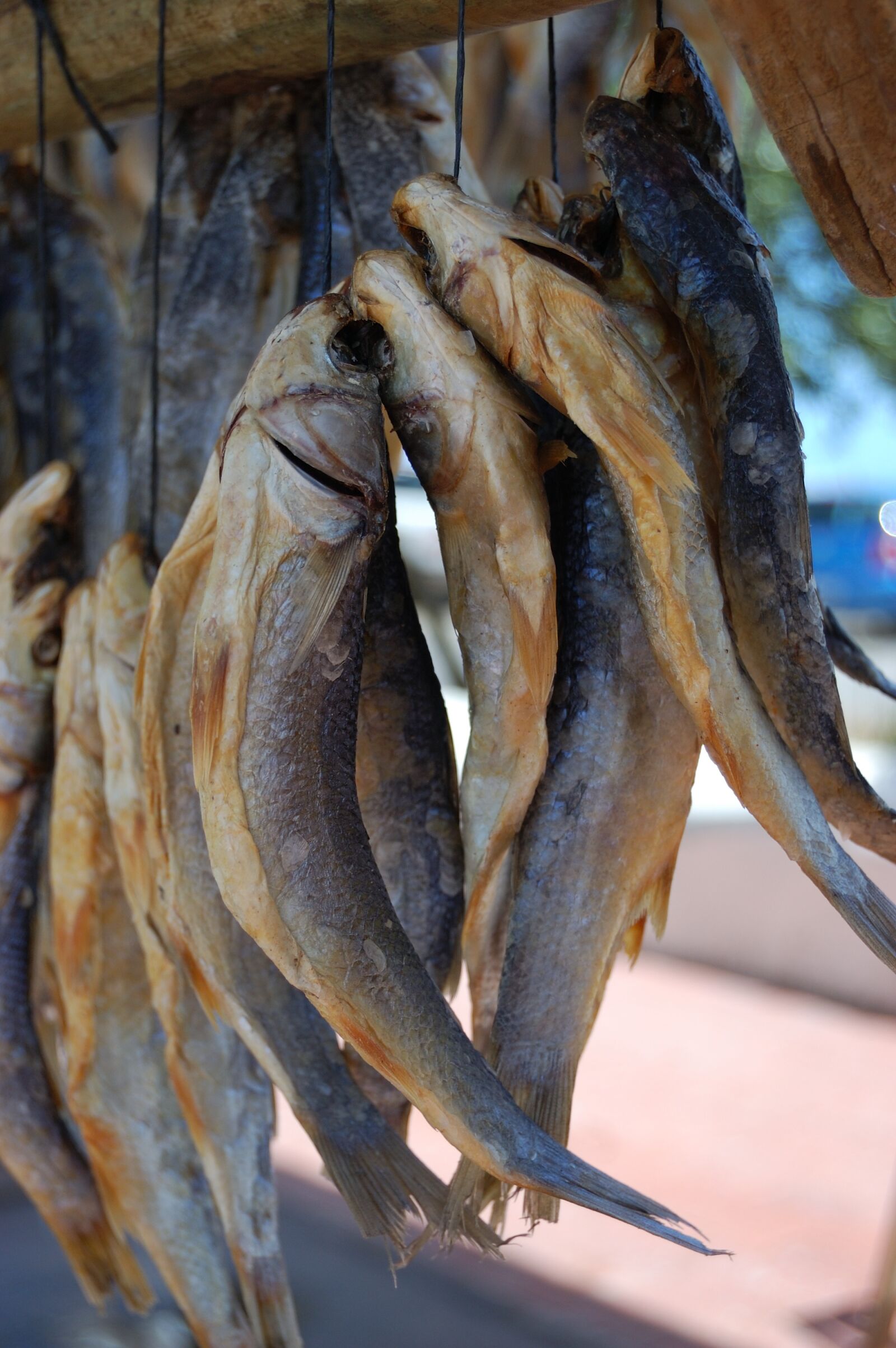 Nikon D40 sample photo. Fish, dried fish, dried photography