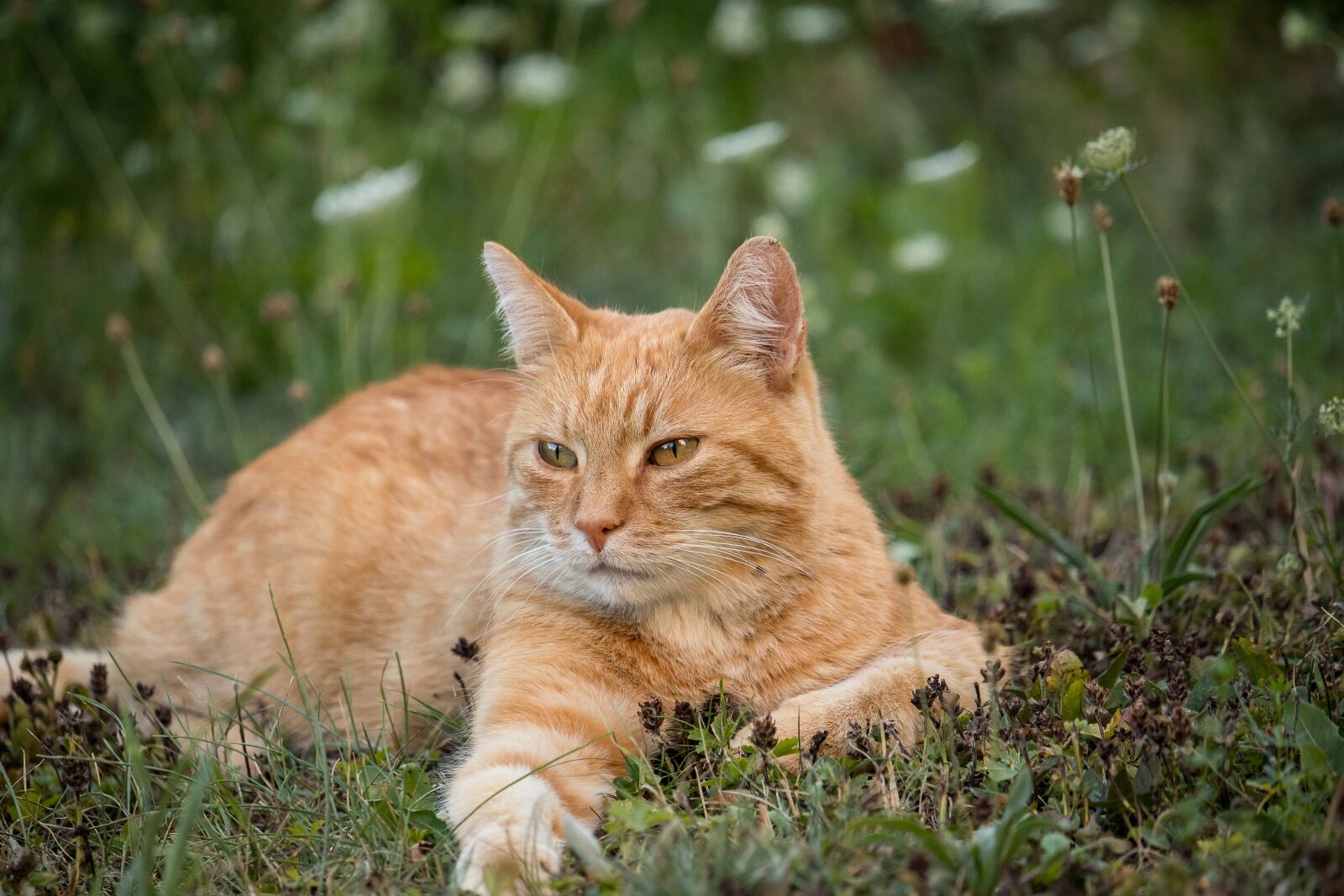 Canon EF-S 55-250mm F4-5.6 IS STM sample photo. Cat, domestic cat, animal photography