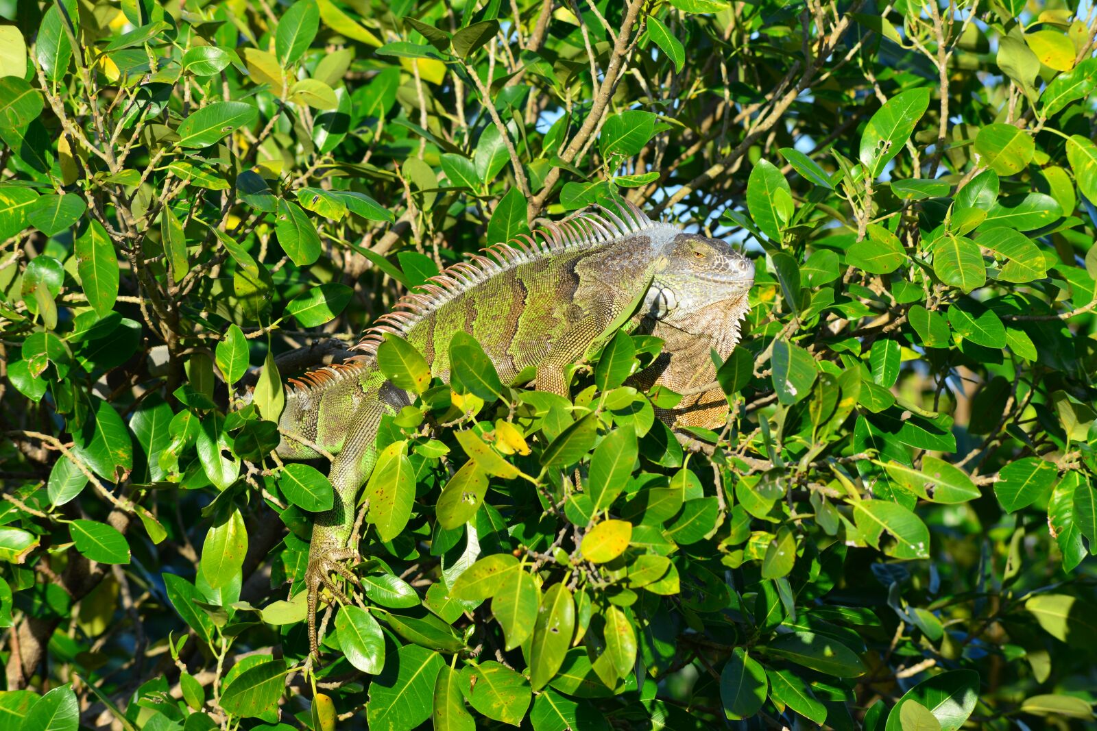 Nikon D800 sample photo. Iguana, nature, tree photography