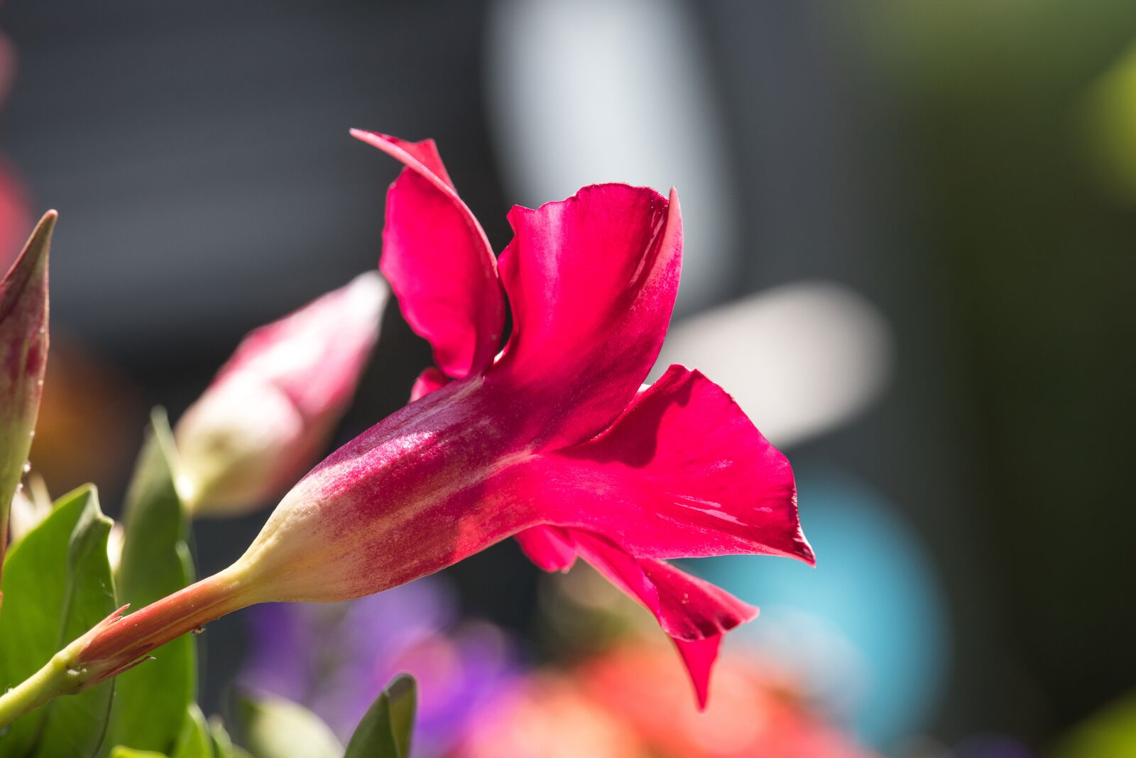 Canon EF-S 55-250mm F4-5.6 IS STM sample photo. Dipladenie, flower, plant photography