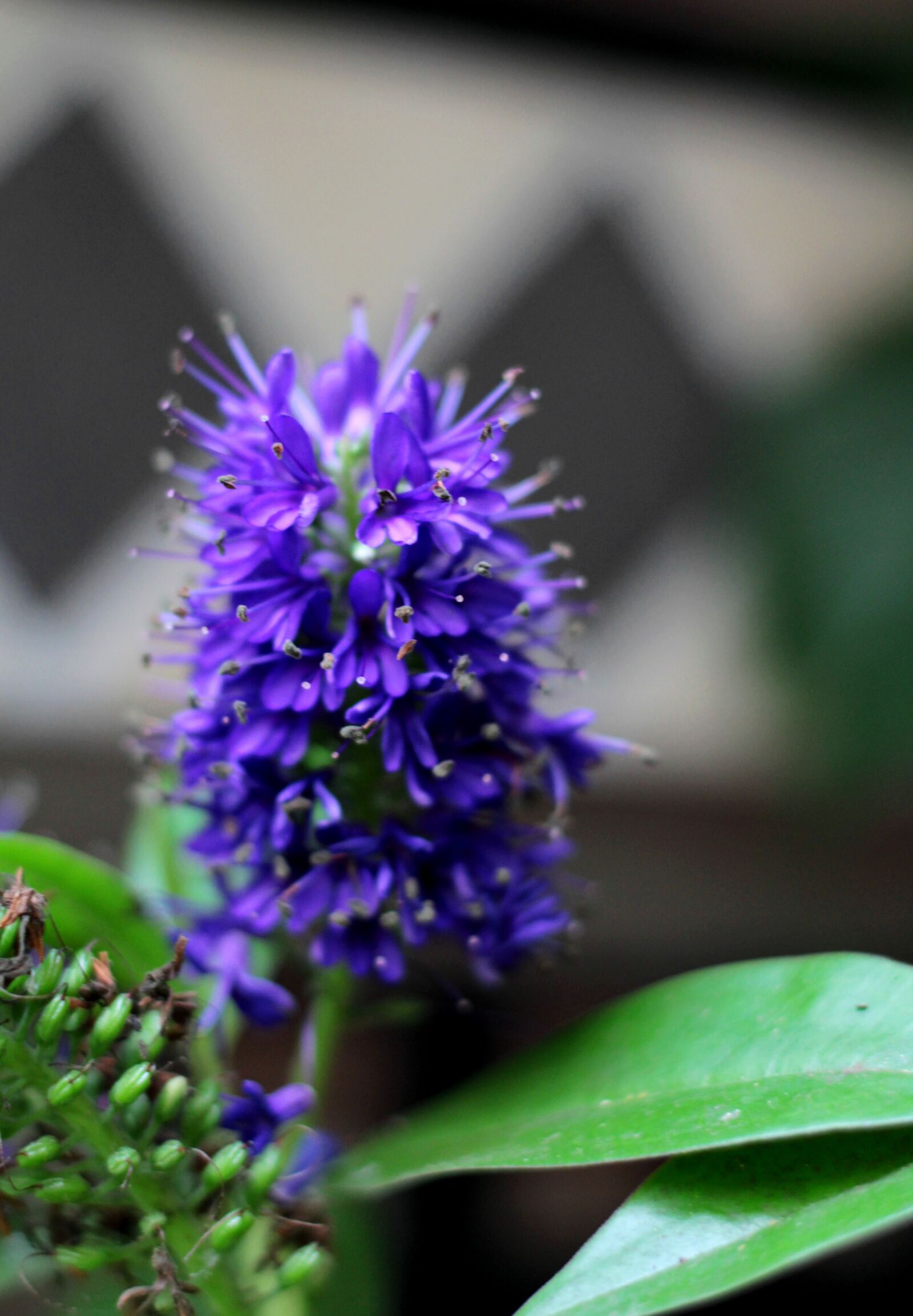 Canon EOS 600D (Rebel EOS T3i / EOS Kiss X5) sample photo. Hebe andersonii, struikveronica, purple photography