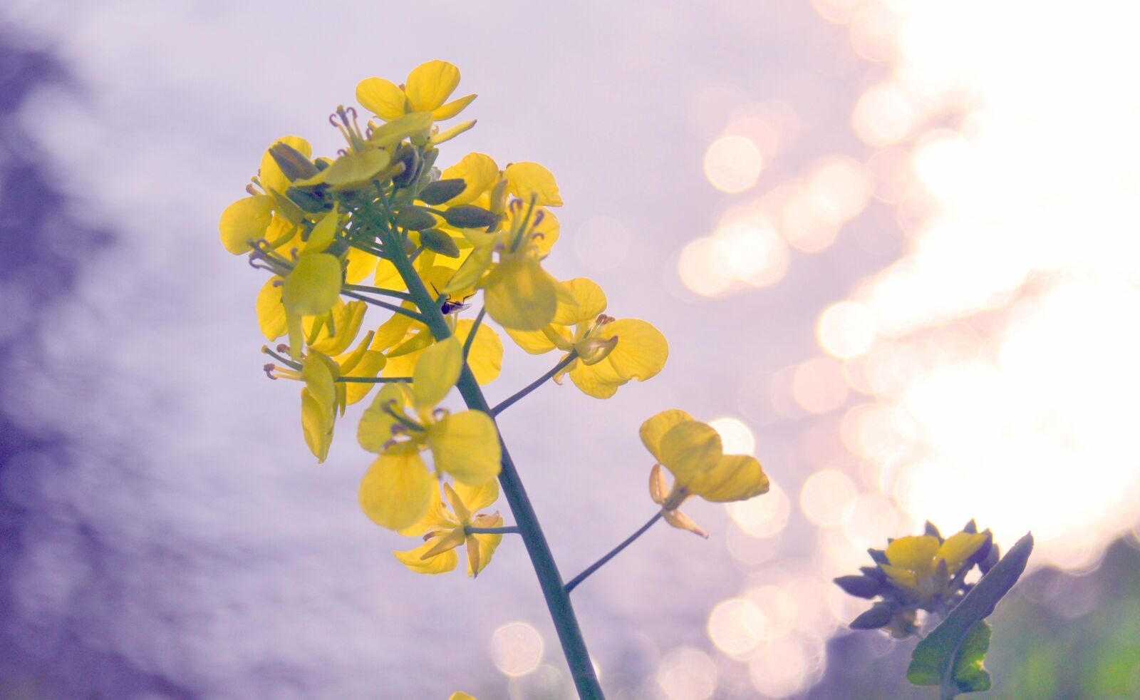 Nikon D90 sample photo. Natural, landscape, plant photography