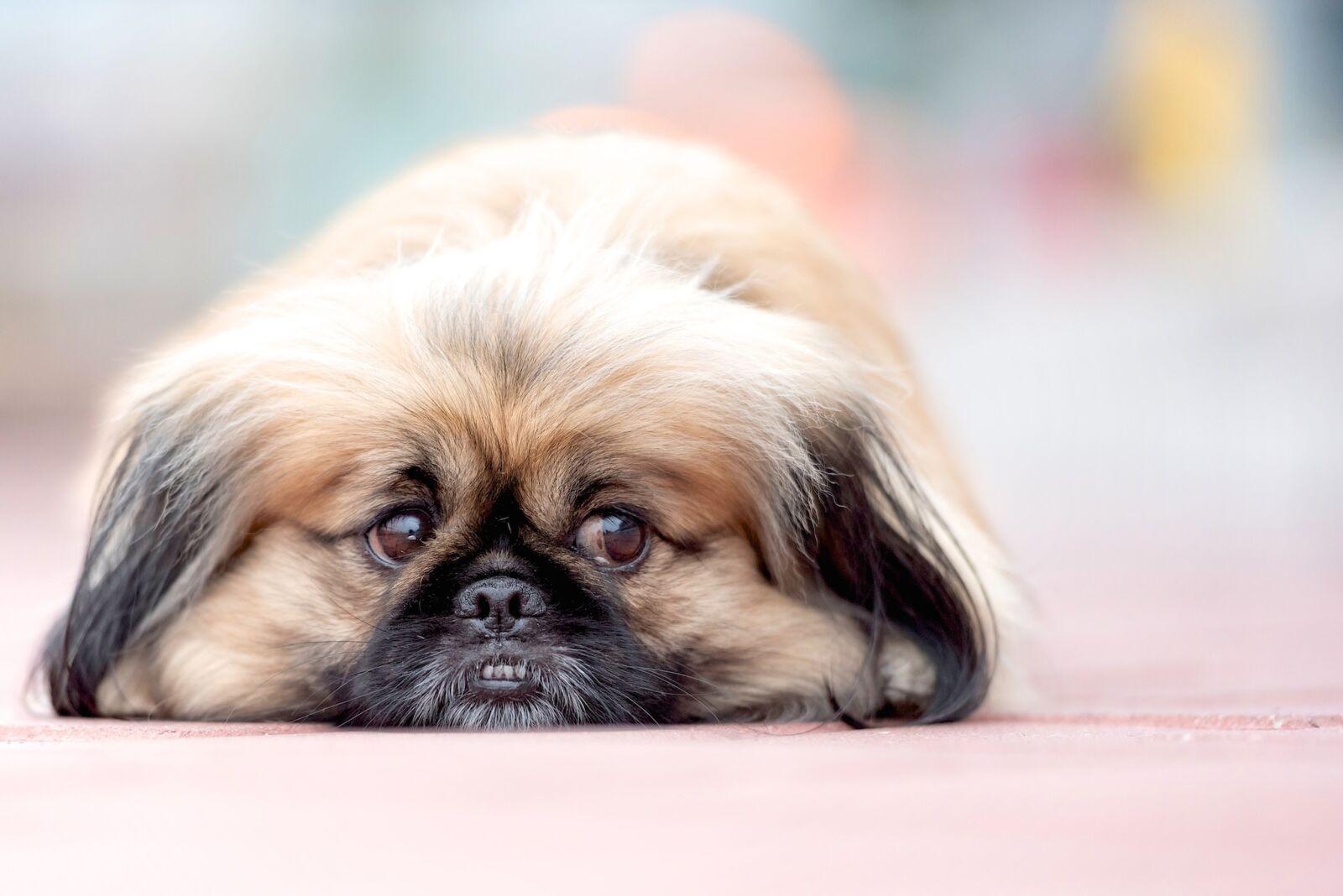 Nikon D750 sample photo. Pekinese, dog, bokeh photography