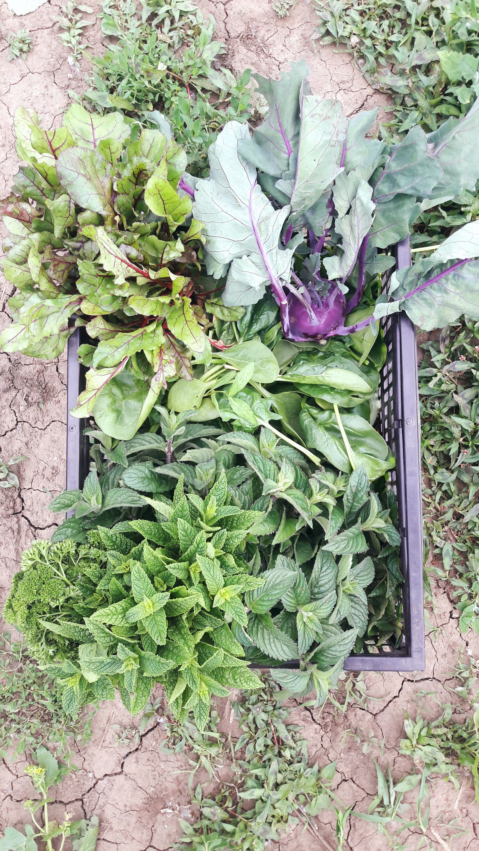 Samsung Galaxy A5(2016) sample photo. Vegetable, garden, nature photography