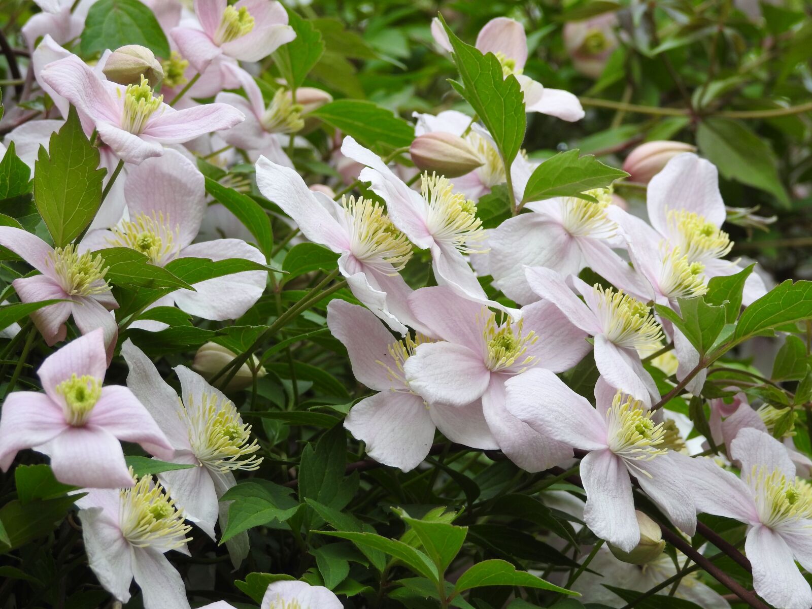 Nikon Coolpix P900 sample photo. Clematis, blossom, bloom photography