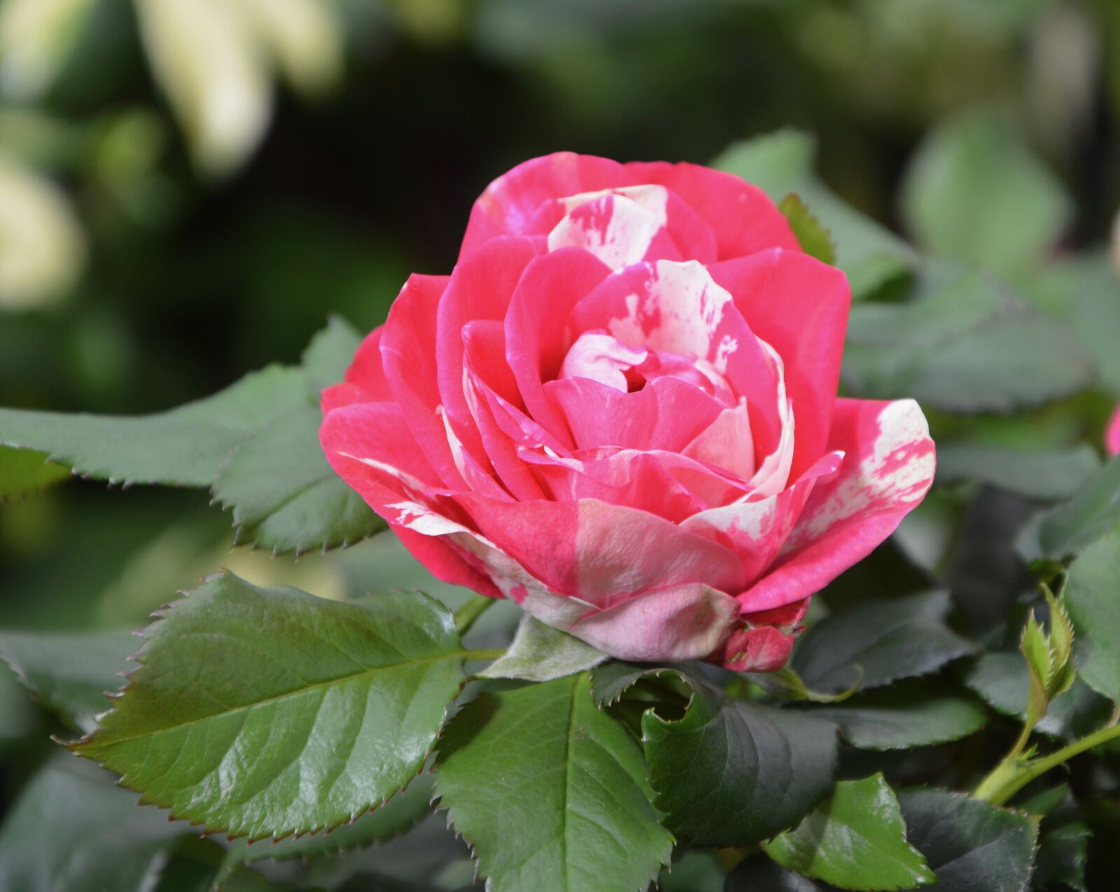 Nikon D5200 sample photo. Flower, flowers, pink photography
