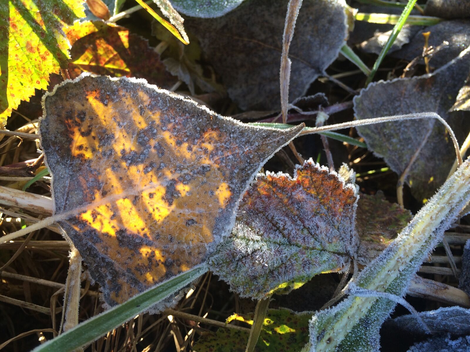 iPhone 5s back camera 4.15mm f/2.2 sample photo. Leaf, frost, autumn photography
