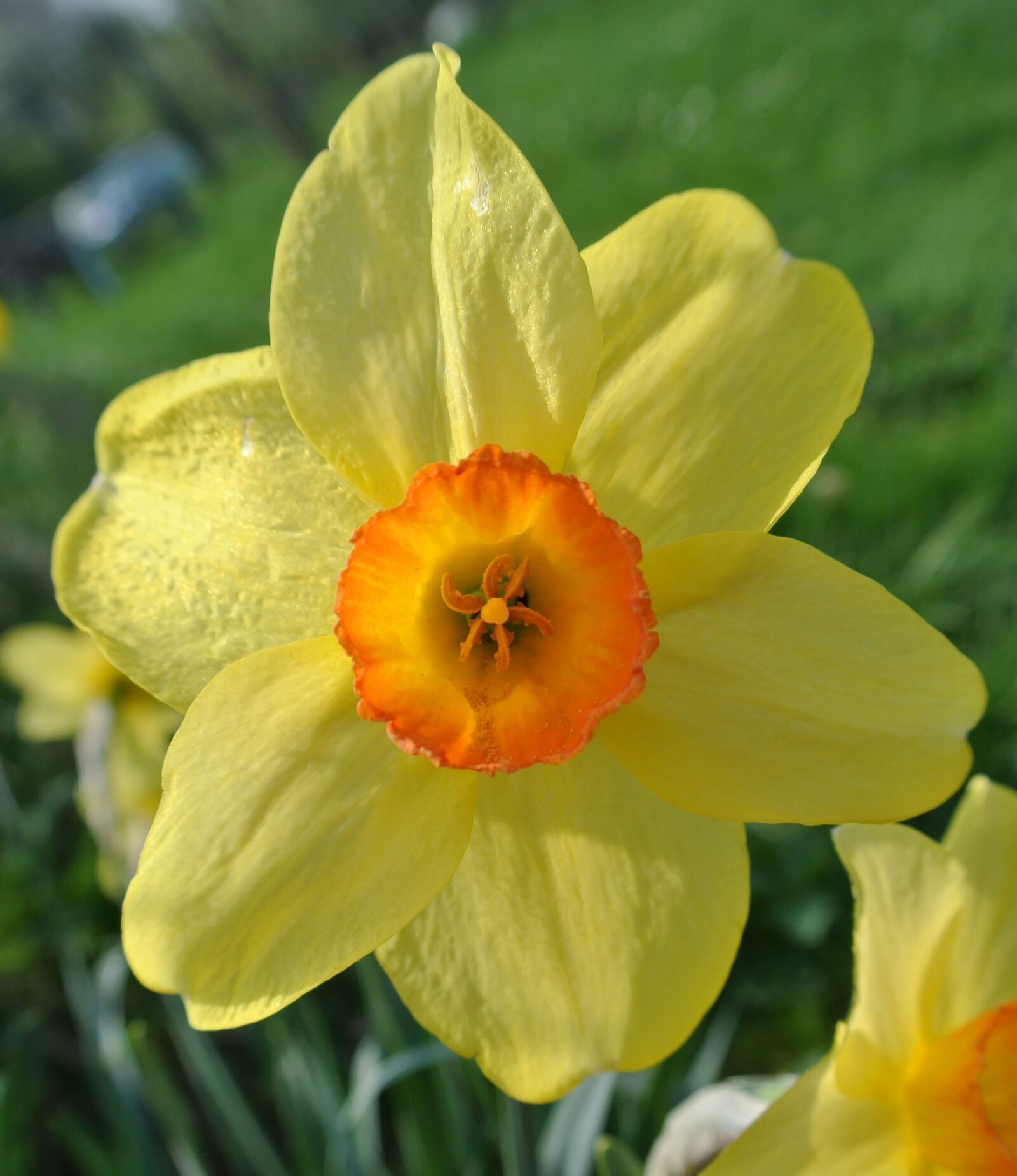 Nikon 1 J2 sample photo. Narcissus, easter flower, yellow photography