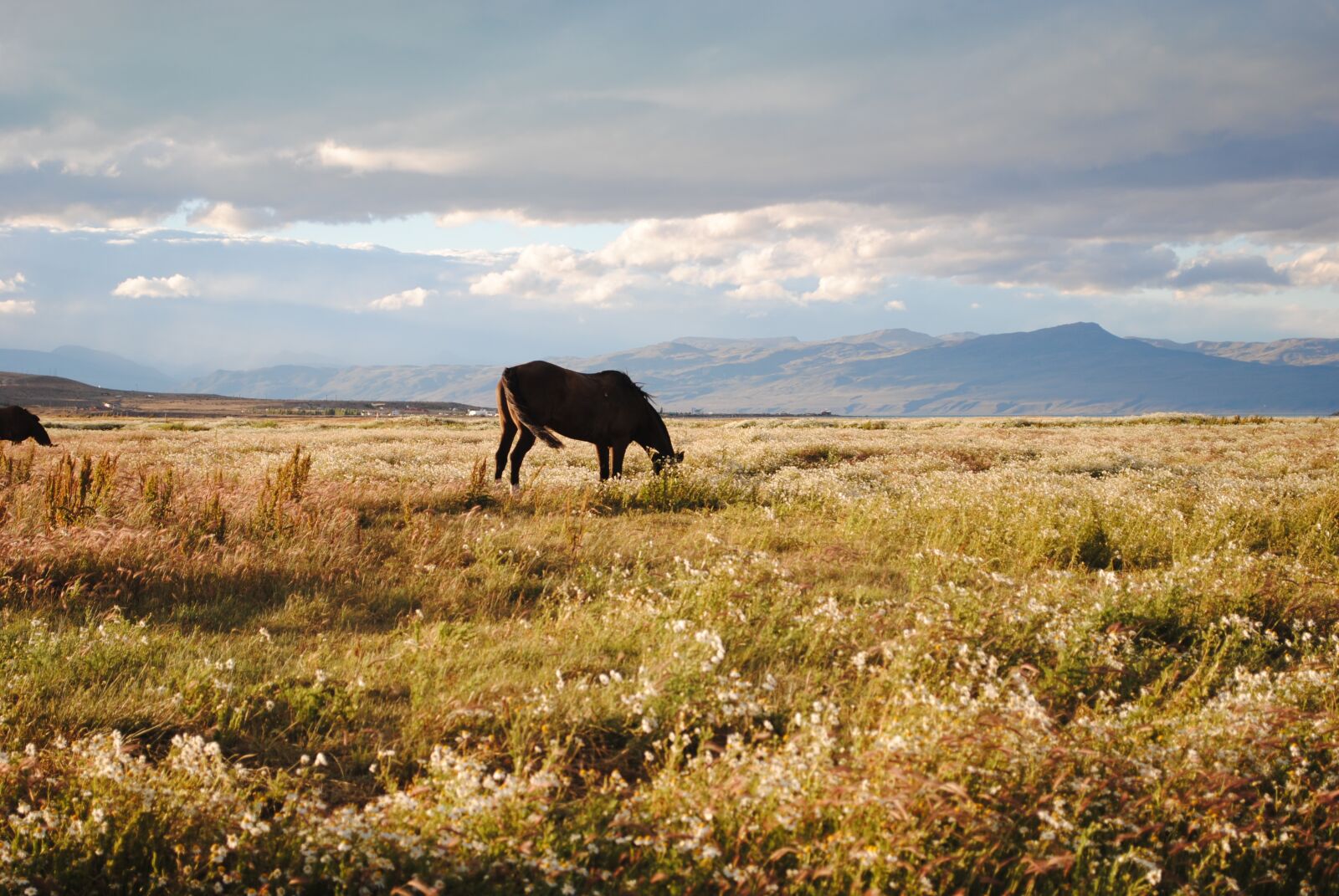 Nikon D3000 sample photo. Argentina, calafate, patagonia photography