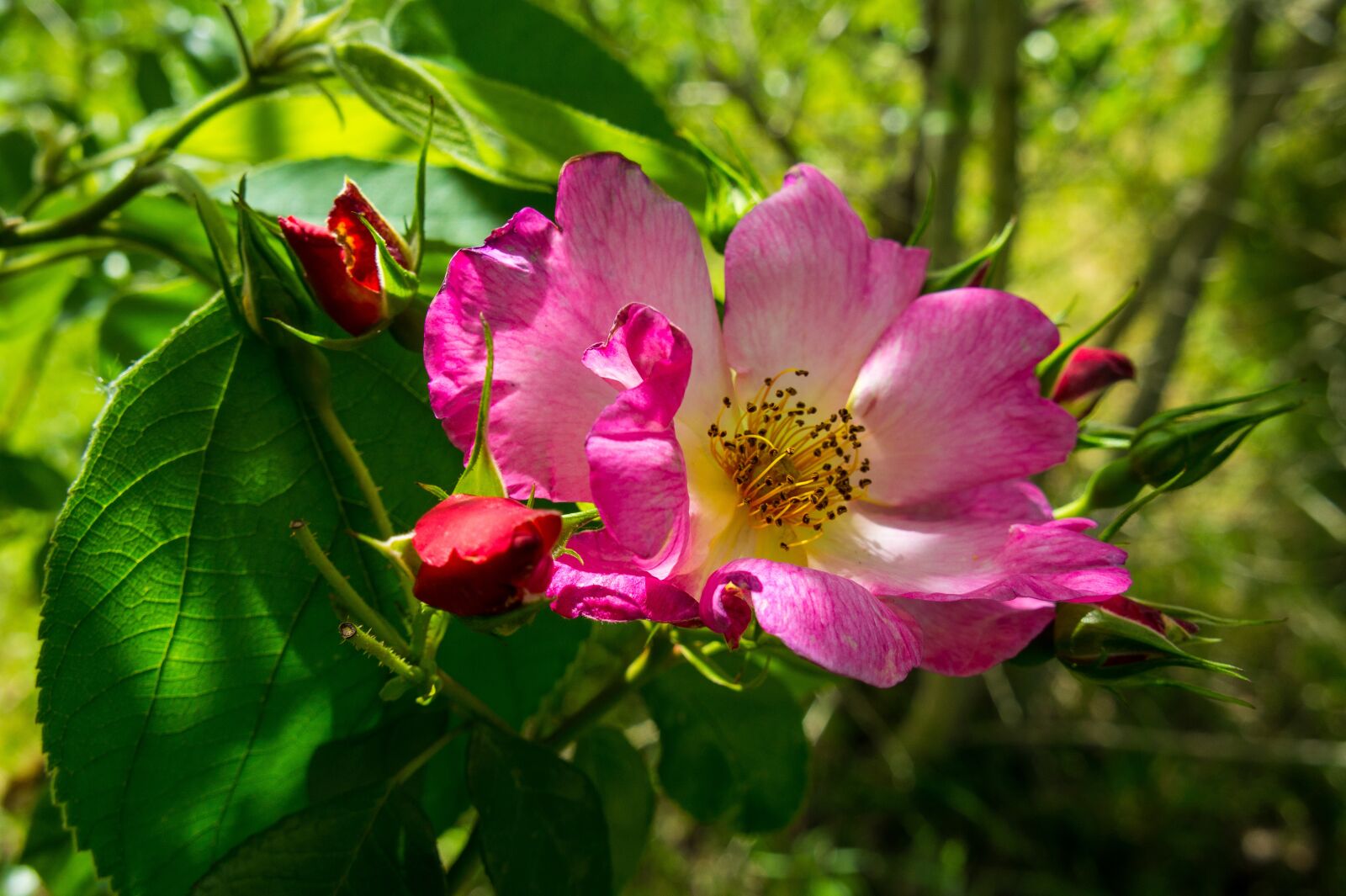 Sony Alpha NEX-3 + Sony E 18-55mm F3.5-5.6 OSS sample photo. Roses, pink, spring photography