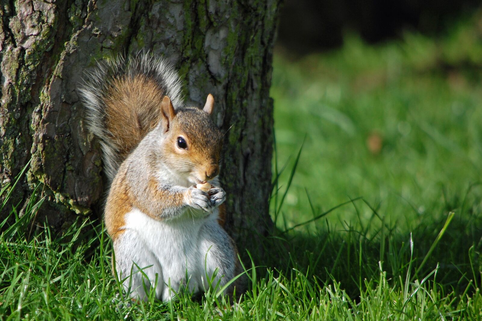Nikon D40 sample photo. Squirrel, eating nut, nature photography