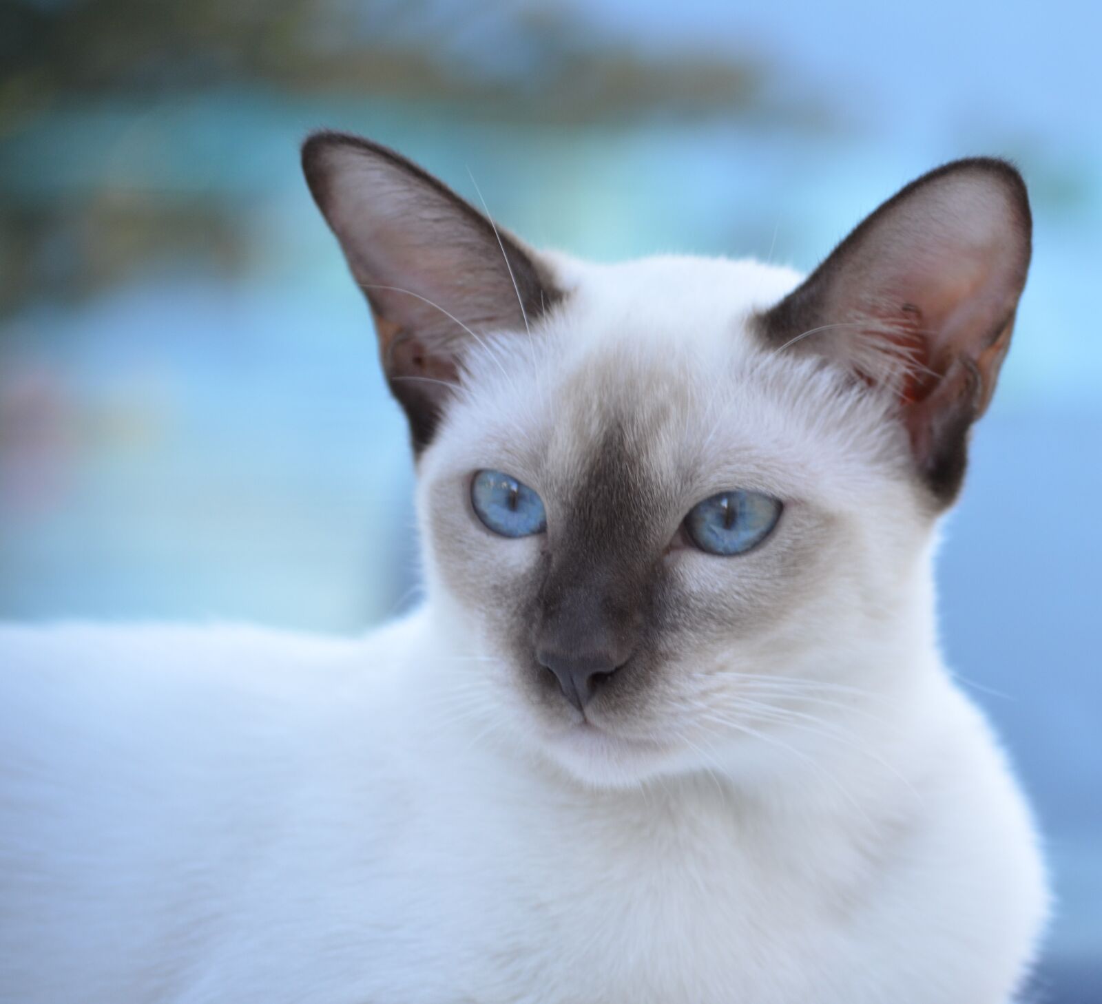 Nikon D5100 sample photo. Cat, cute, animal photography