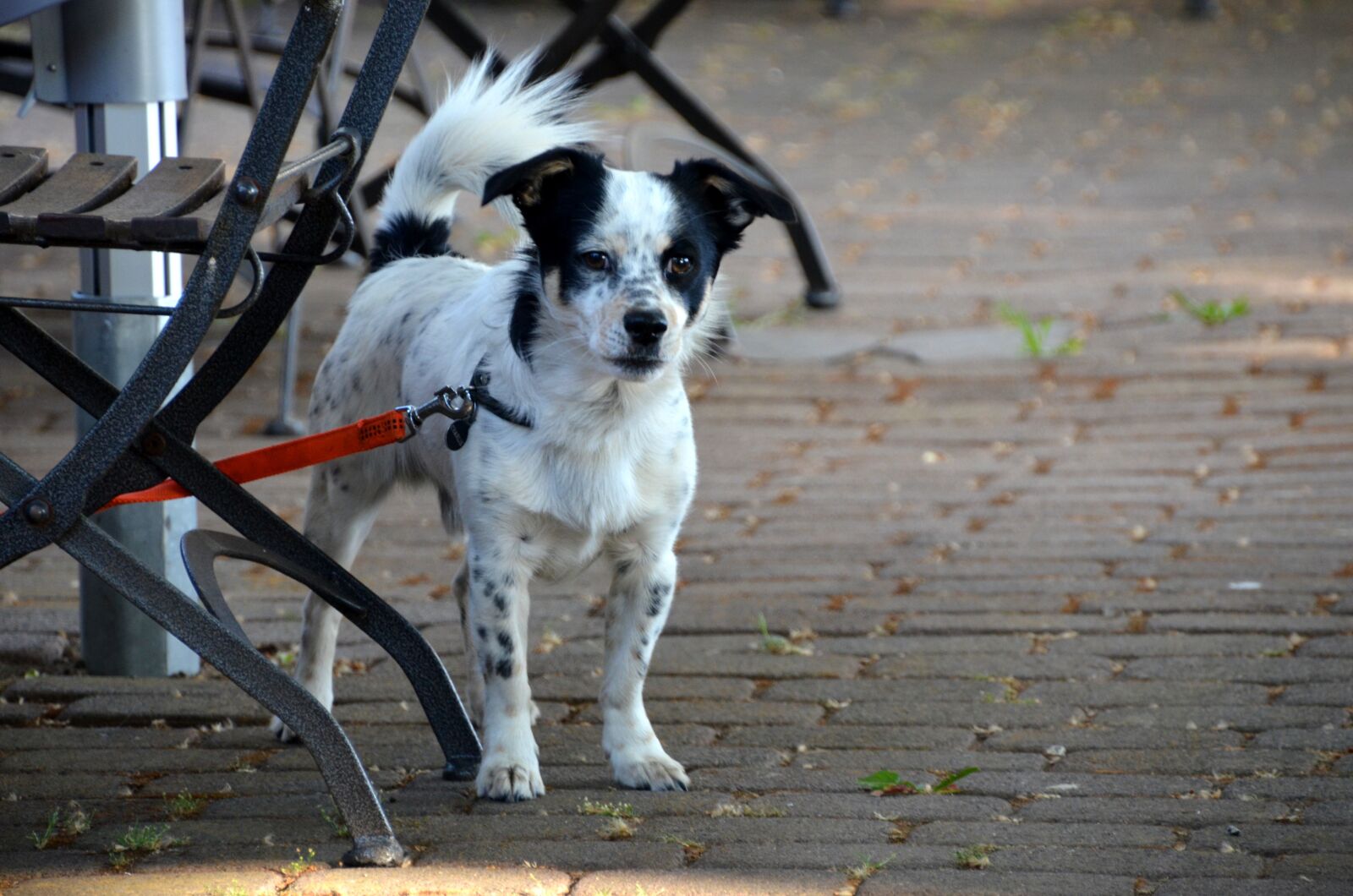 Nikon D5100 sample photo. Dog, sweet, cute photography
