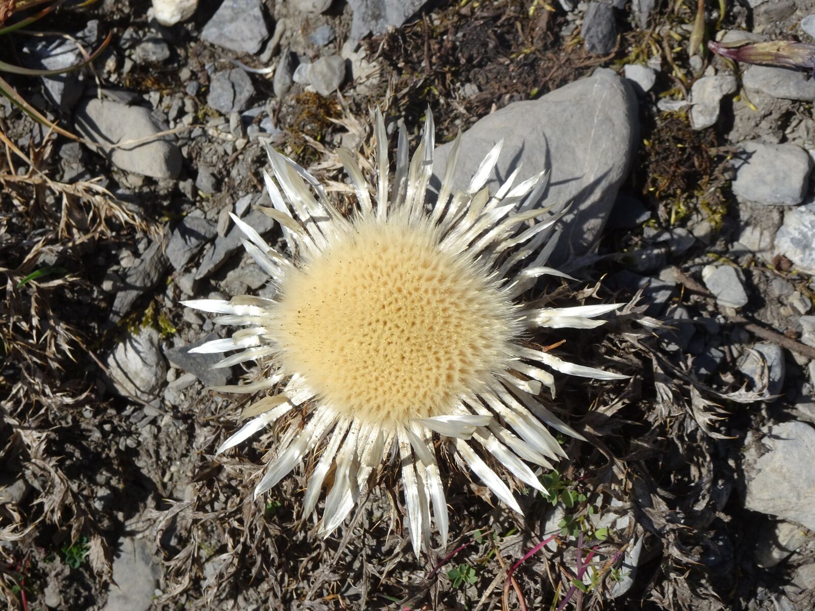 Sony Cyber-shot DSC-HX90V sample photo. Silver thistle, spur, karg photography