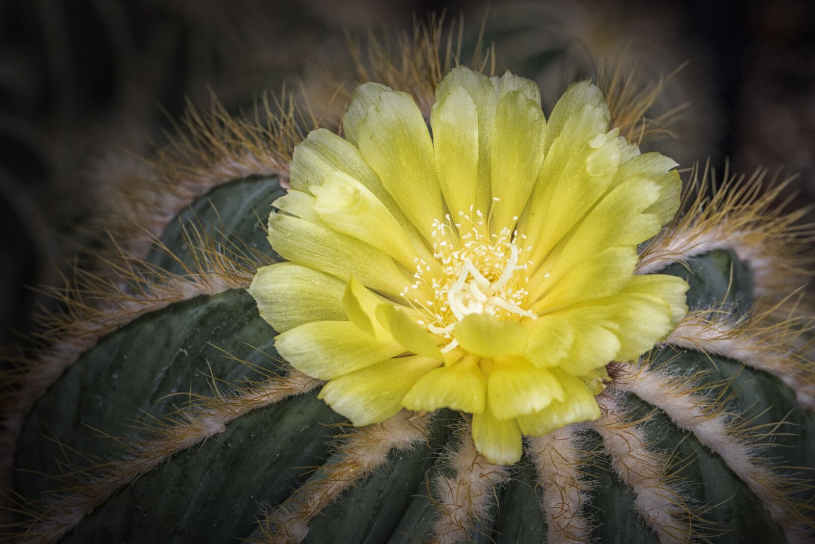 Canon EOS 70D + Canon TAMRON SP 90mm F/2.8 Di VC USD MACRO1:1 F004 sample photo. Flower, cactus, yellow photography