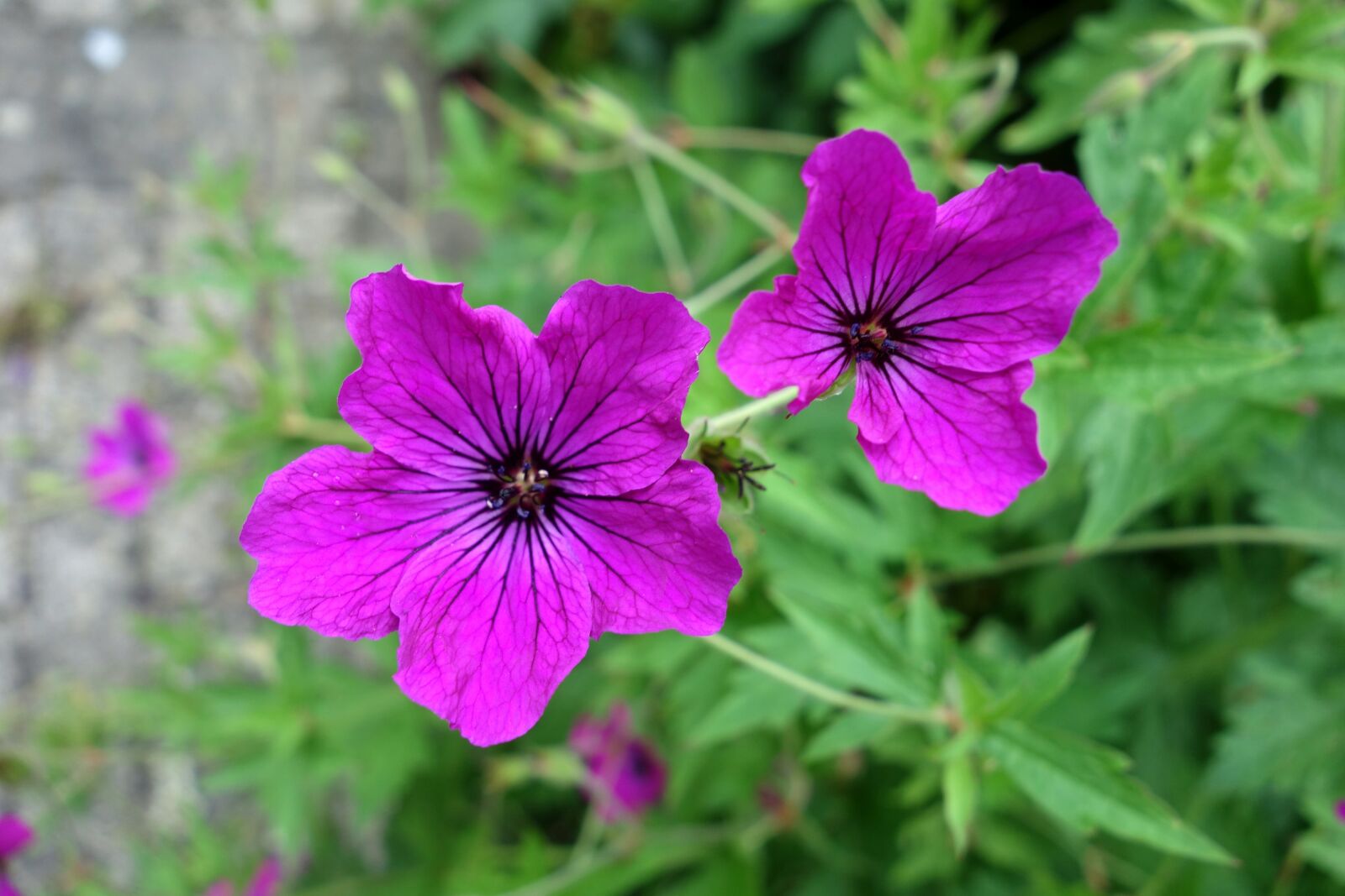 Sony Cyber-shot DSC-RX100 sample photo. Plant, cranesbill, purple photography