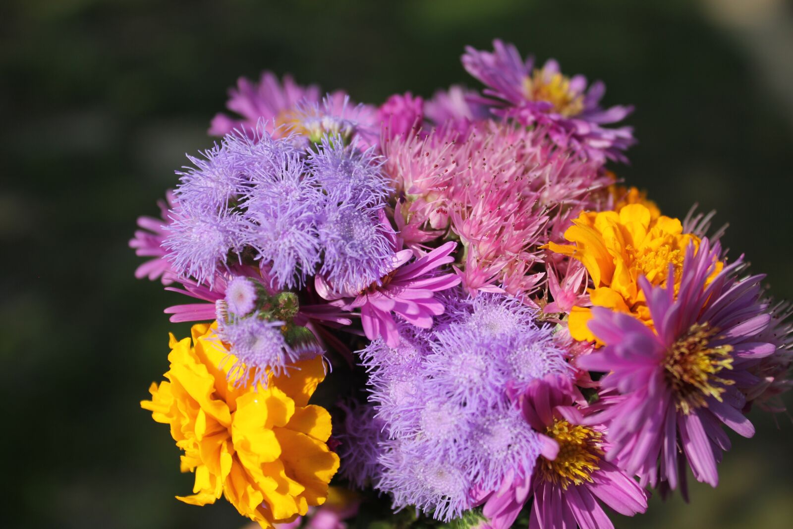 Canon EOS 550D (EOS Rebel T2i / EOS Kiss X4) sample photo. Purple, flower, purple flowers photography