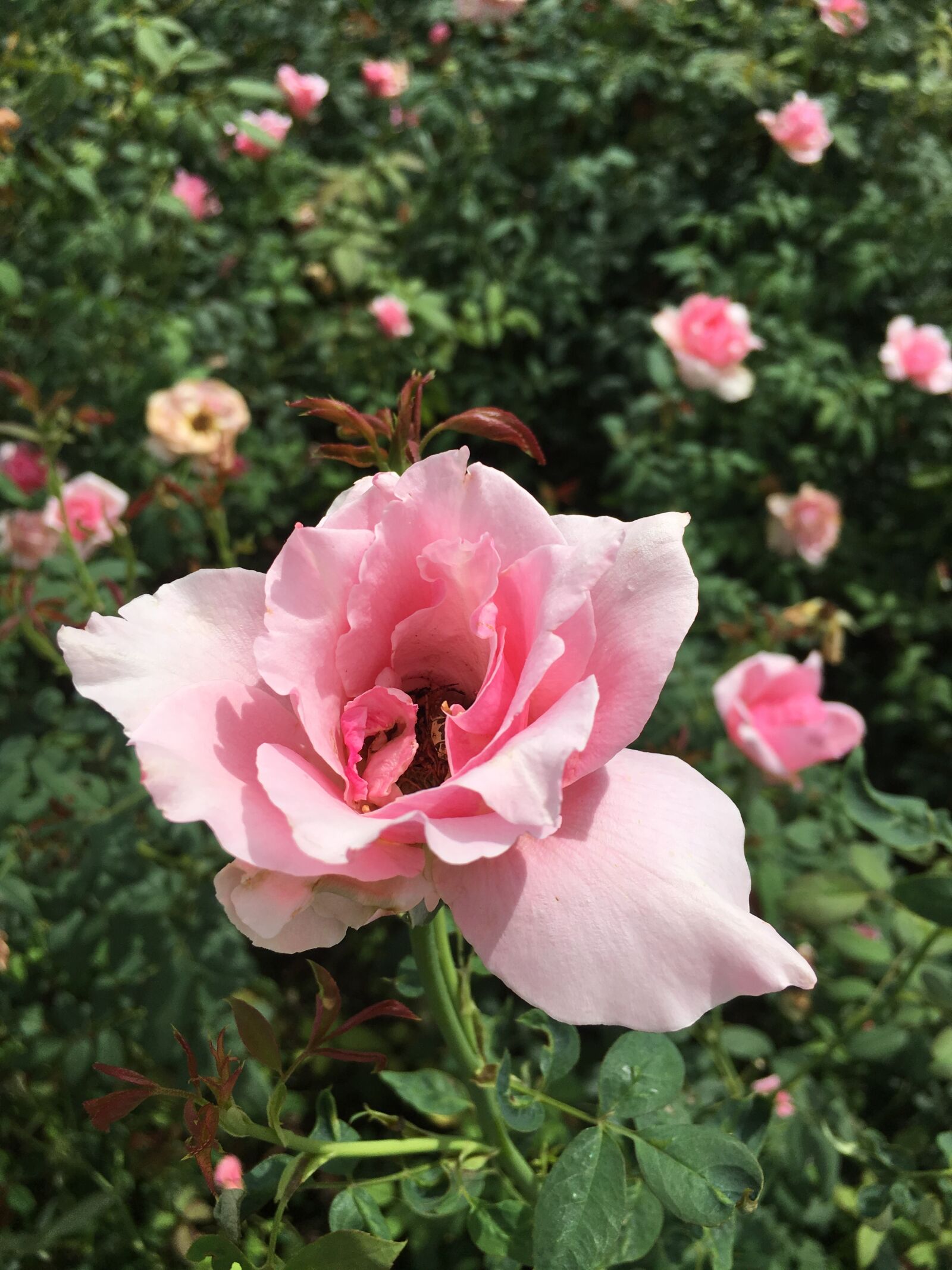 Apple iPhone 6s Plus sample photo. Rose, pink, pale photography