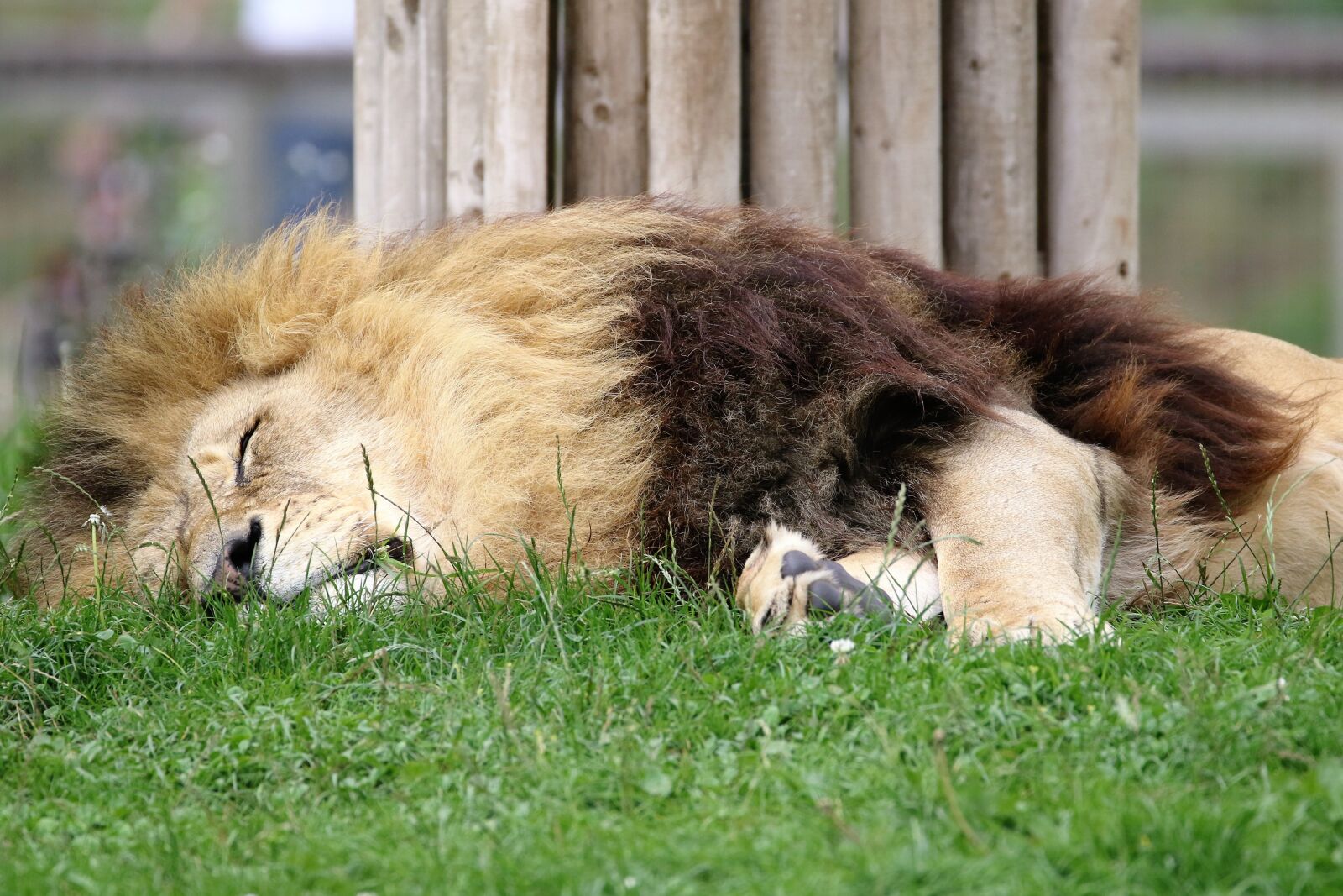 Canon EOS 7D Mark II sample photo. Lion, big cat, big photography