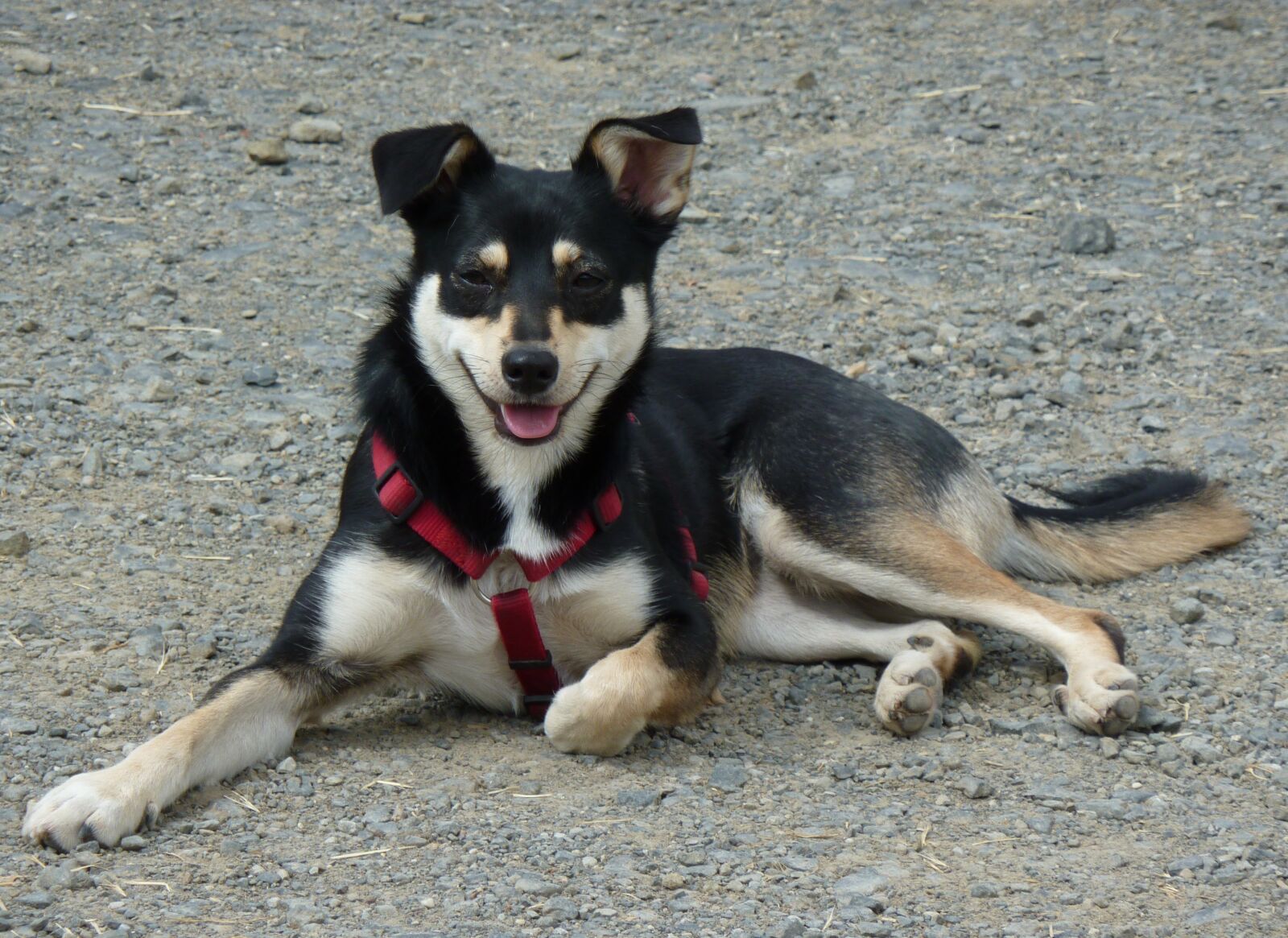 Panasonic Lumix DMC-ZS1 (Lumix DMC-TZ6) sample photo. Dog, relaxed, animal welfare photography