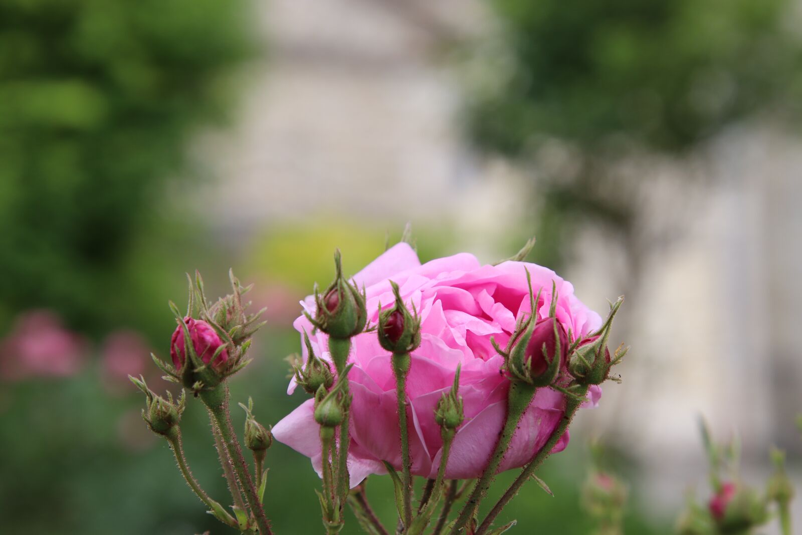 Canon EOS 800D (EOS Rebel T7i / EOS Kiss X9i) sample photo. Pink, roses, shrubs photography