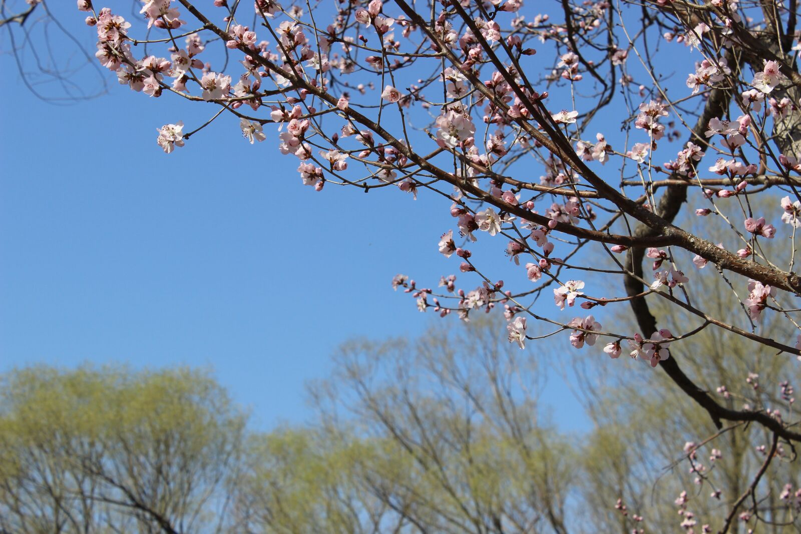 Canon EOS 600D (Rebel EOS T3i / EOS Kiss X5) sample photo. Flower, spring, spring flower photography