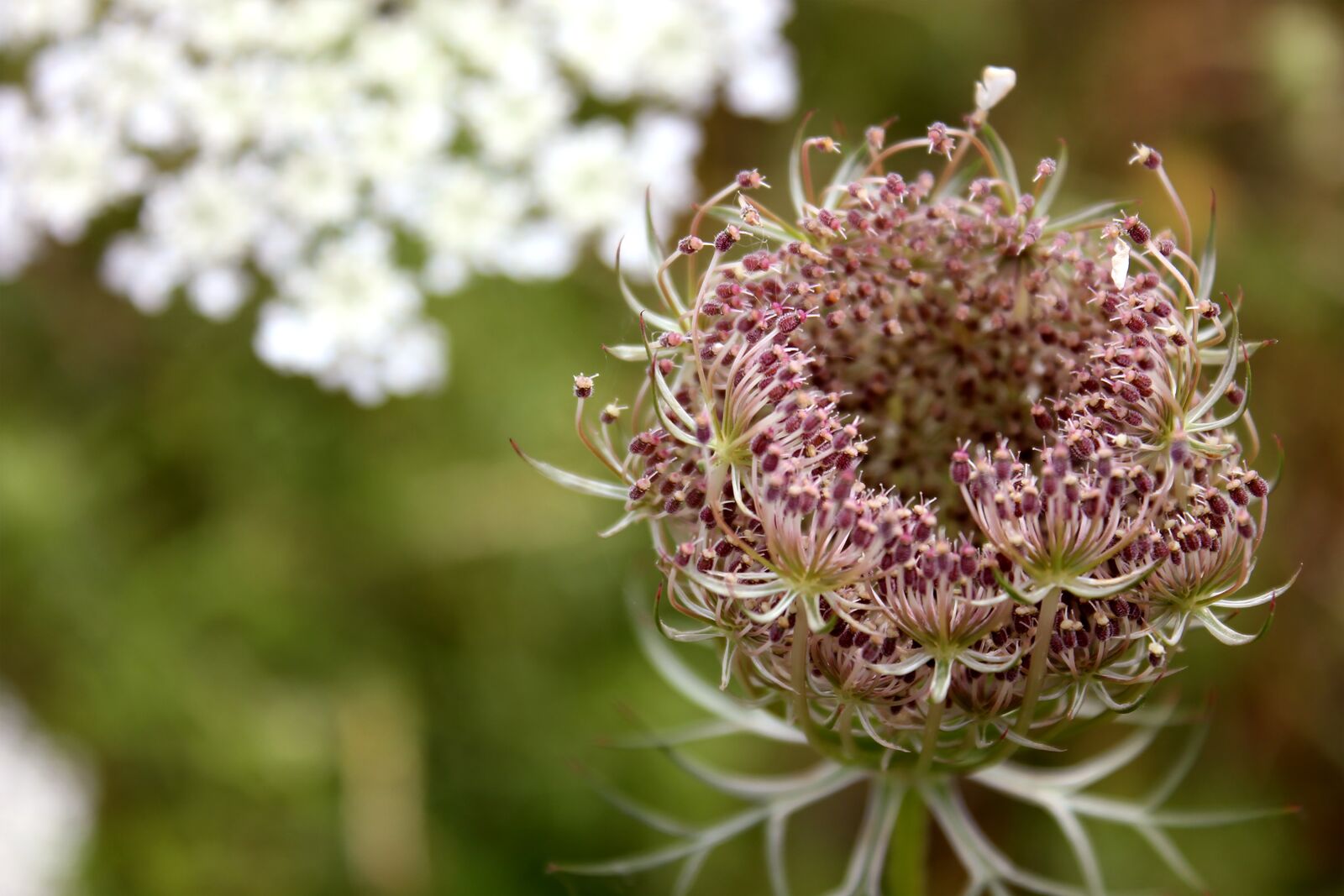 Canon EOS 550D (EOS Rebel T2i / EOS Kiss X4) sample photo. Queen anne's lace, bloom photography