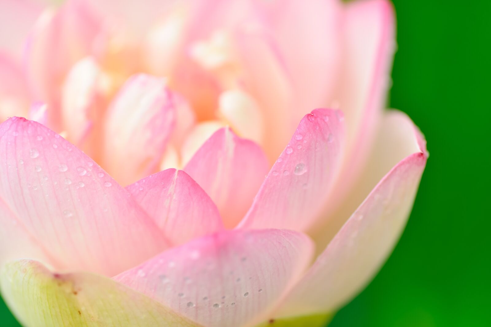 Nikon Df sample photo. Natural, plant, in the photography