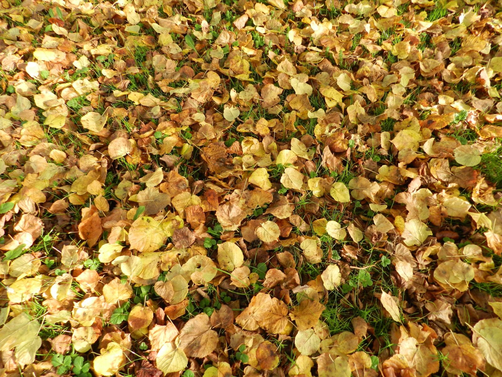 Nikon Coolpix P500 sample photo. Leaves, fall, turn photography