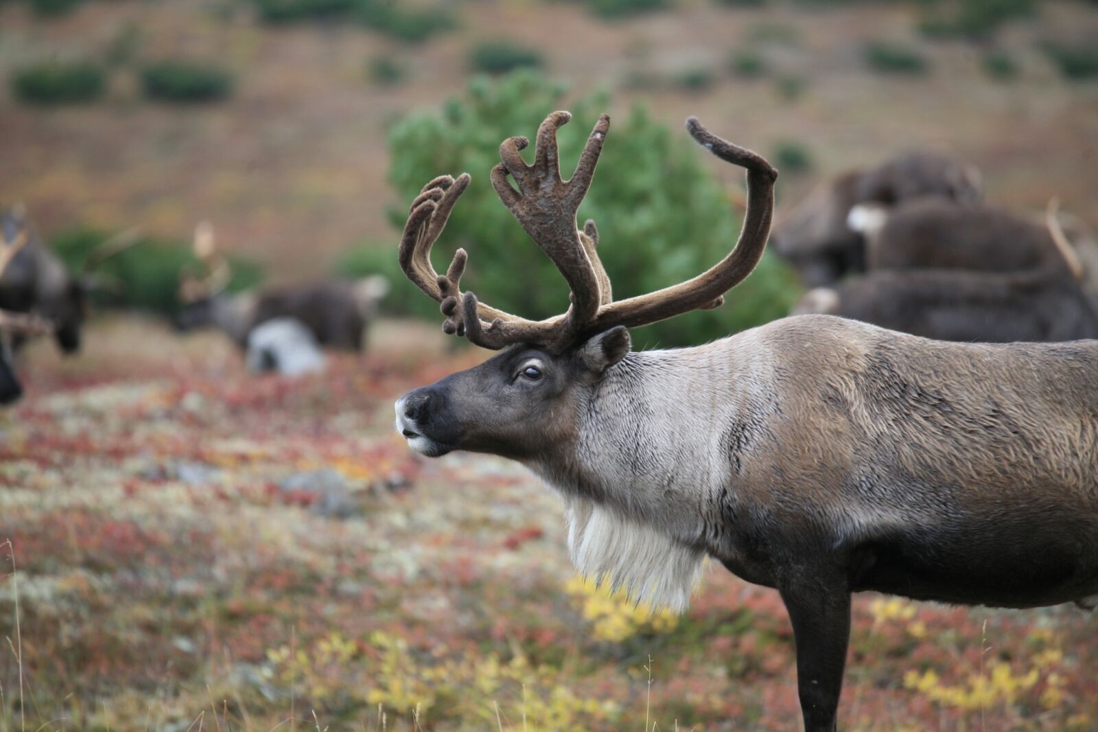 Canon EOS 5D sample photo. Reindeer, the herd, pasture photography