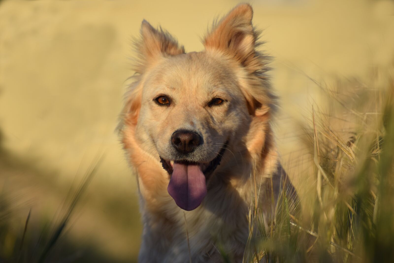 Nikon D3300 sample photo. Dog, field, cereals photography