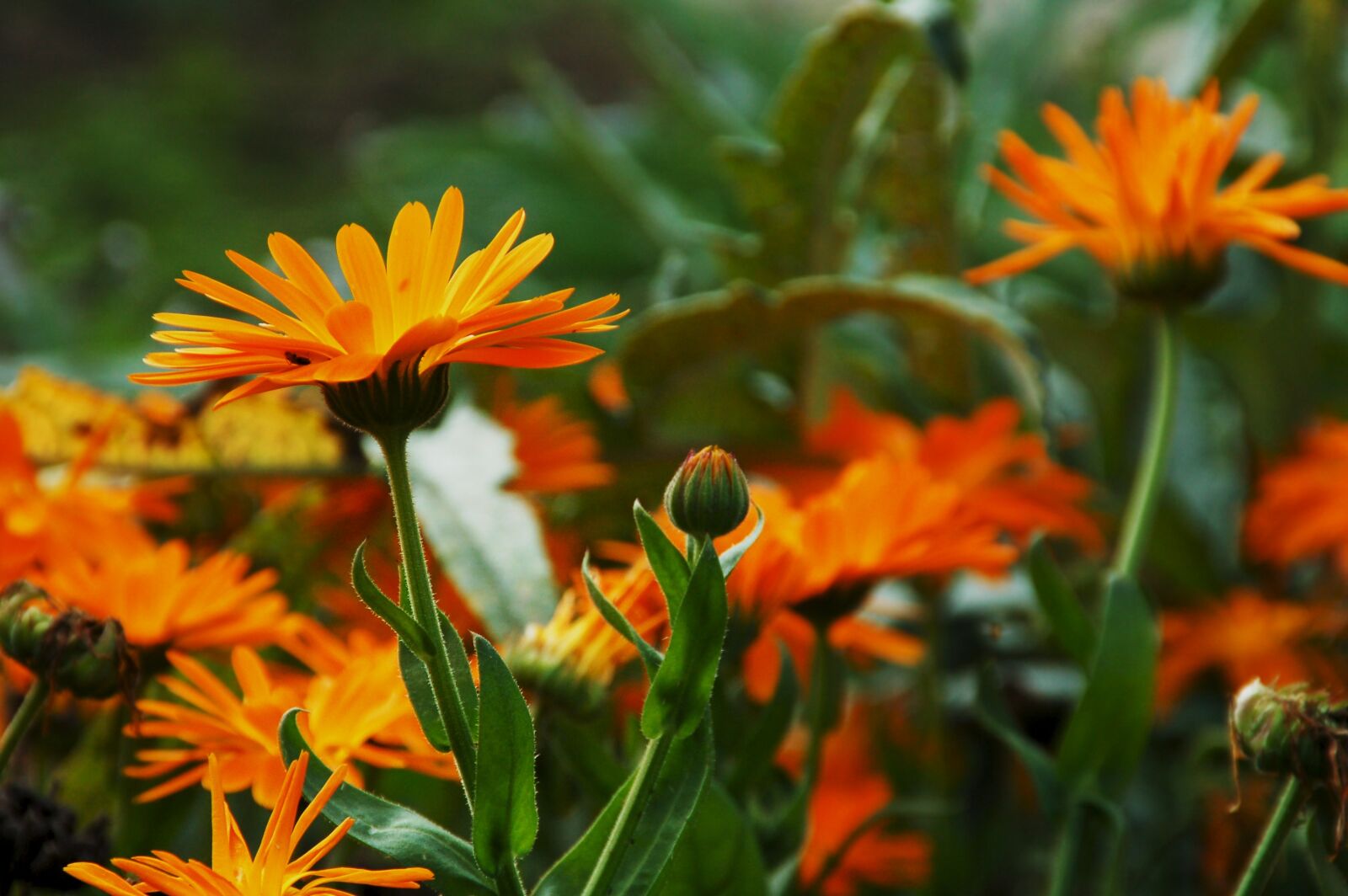 Nikon D50 sample photo. Gerbera, flower, bloom photography