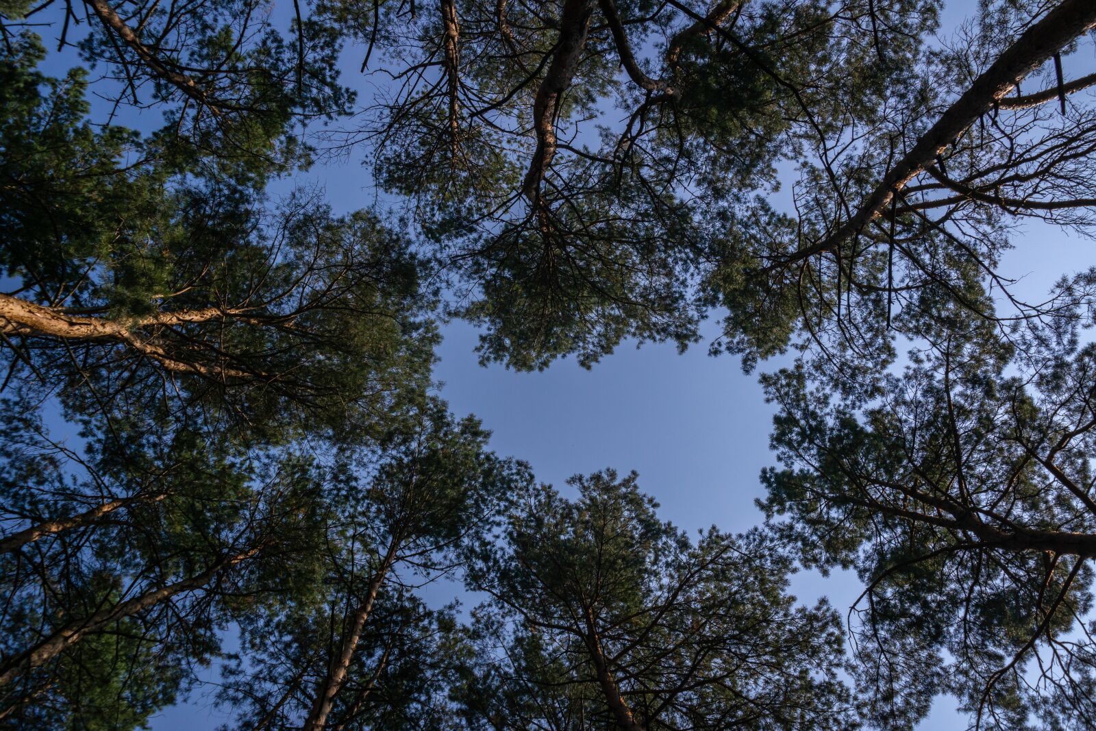 Samsung NX300 + Samsung NX 18-55mm F3.5-5.6 OIS sample photo. Forest, sky, nature photography