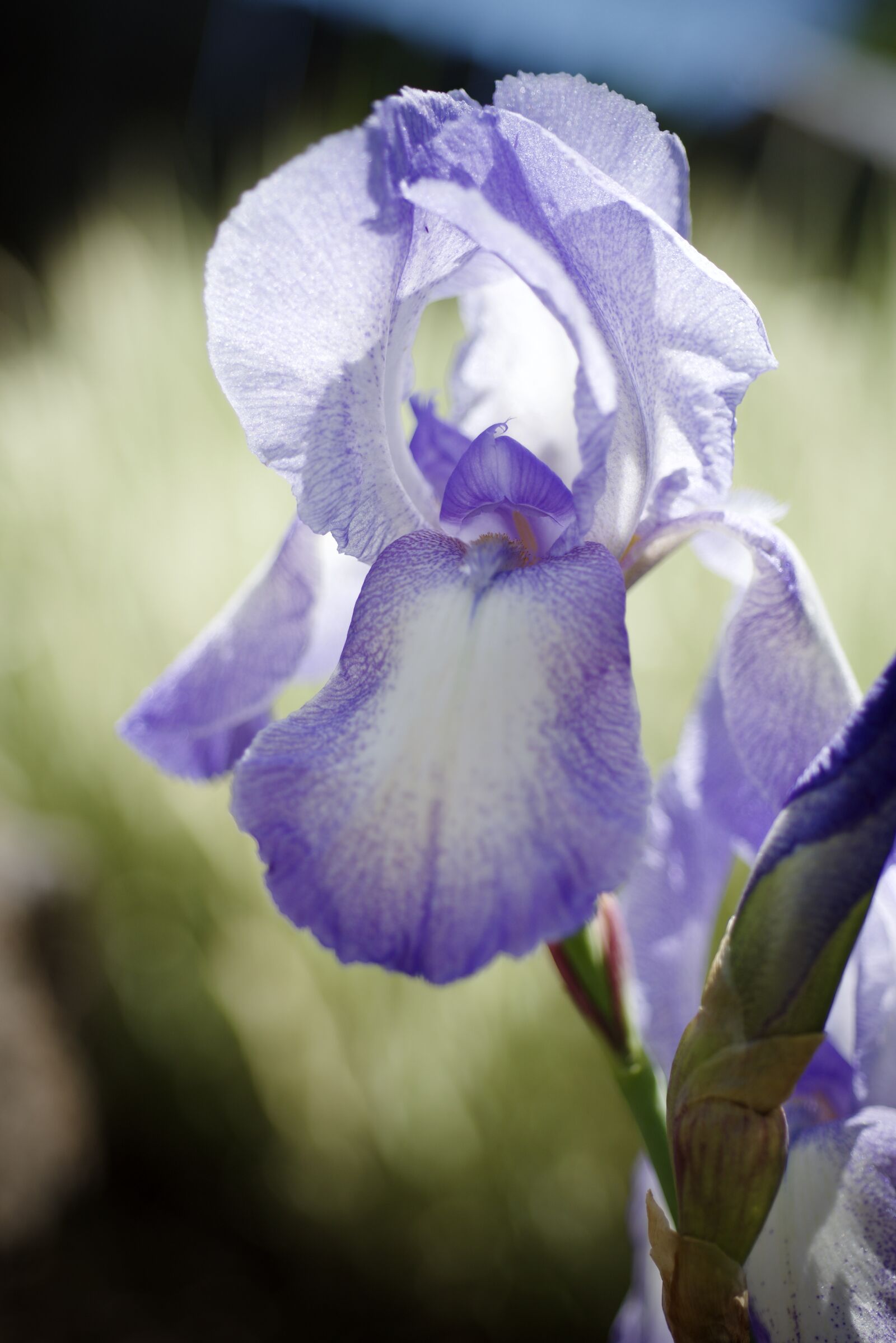 Nikon D600 sample photo. Iris, spring, bloom photography