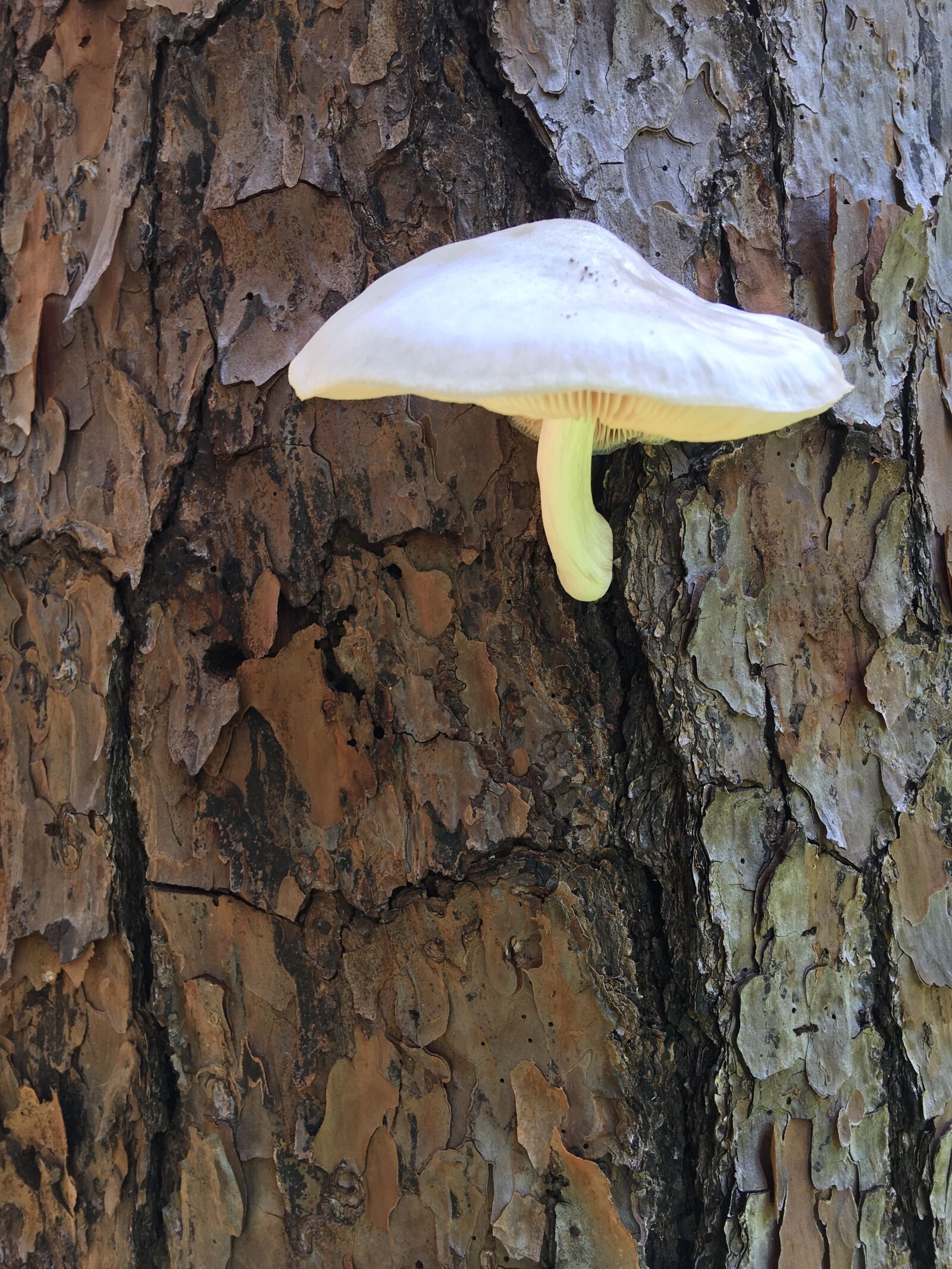 iPhone 6s Plus back camera 4.15mm f/2.2 sample photo. Mushroom, tree, forest photography
