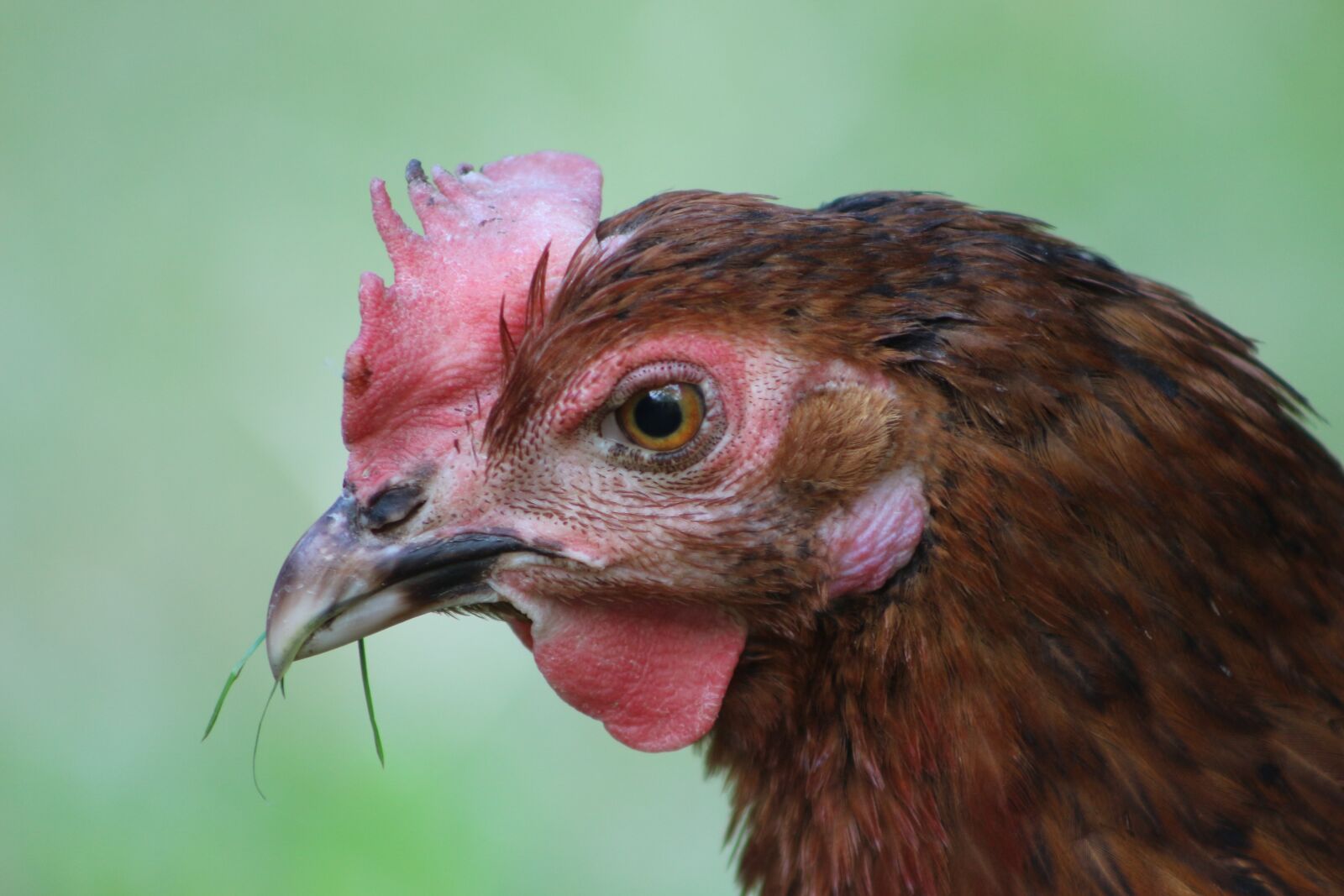 Canon EOS 700D (EOS Rebel T5i / EOS Kiss X7i) sample photo. Chicken, hen, poultry photography